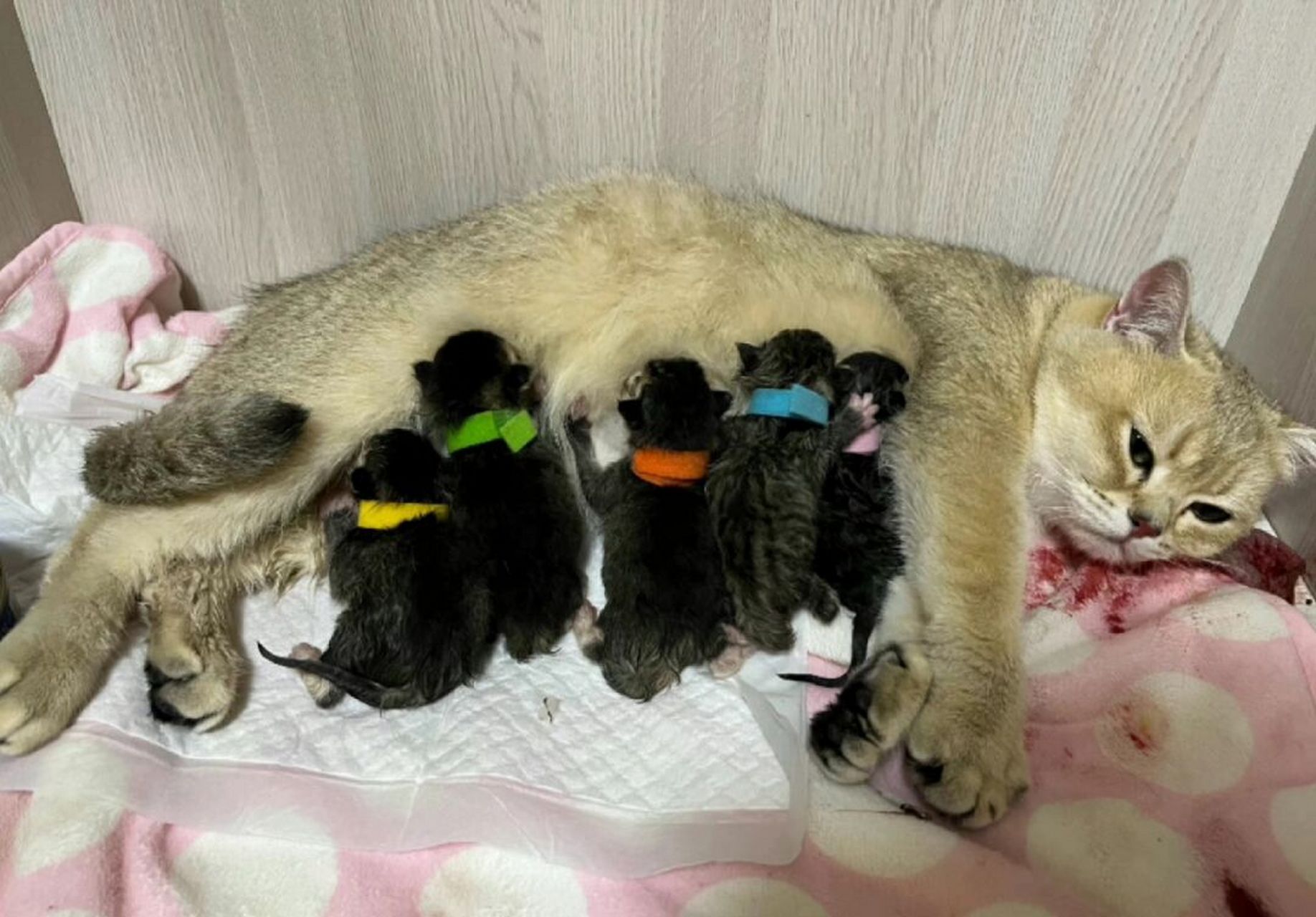 金渐层生出来这么黑的宝宝 你们都说你们家的金渐层