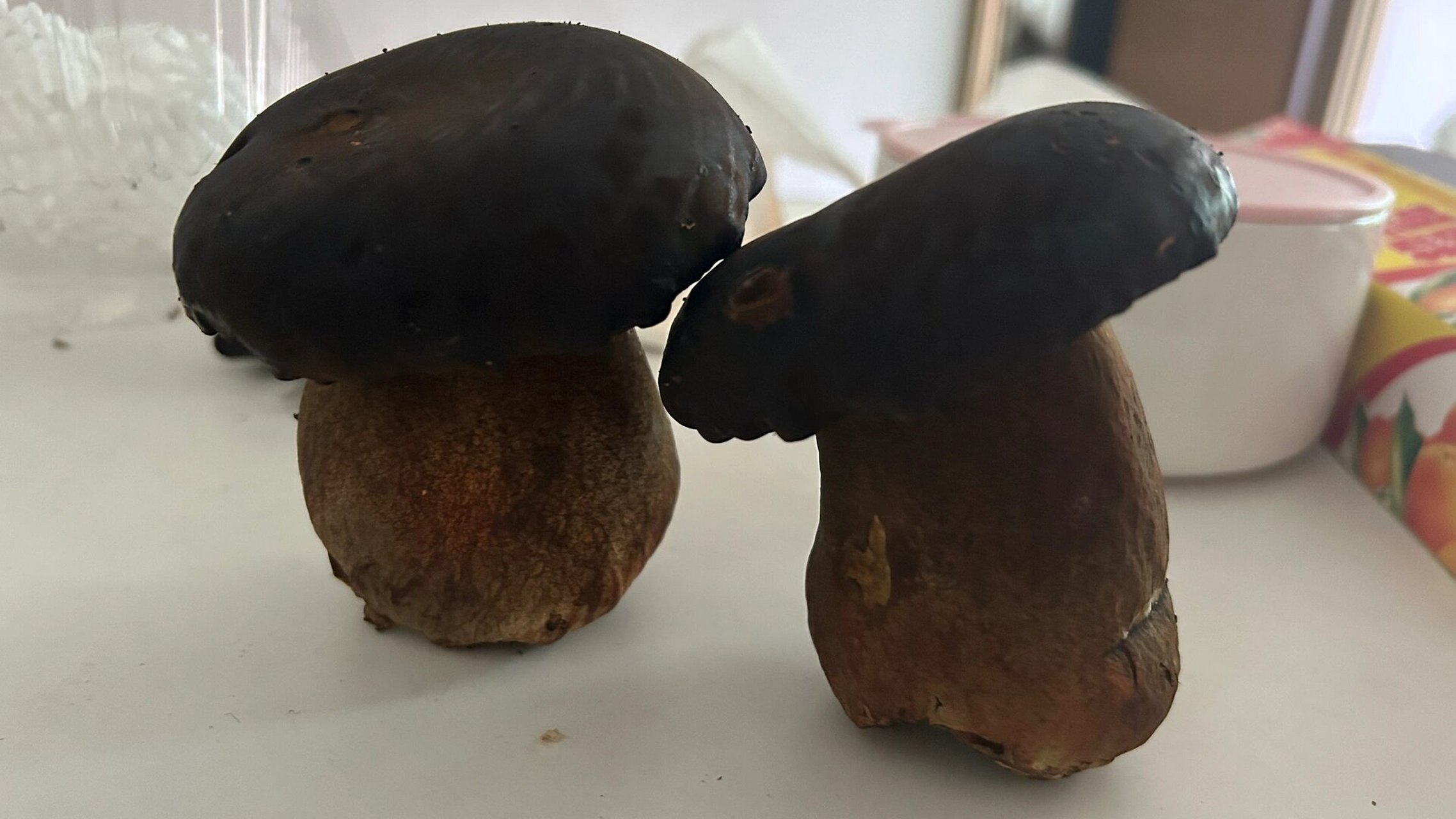 这种黑牛肝菌没毒吧?