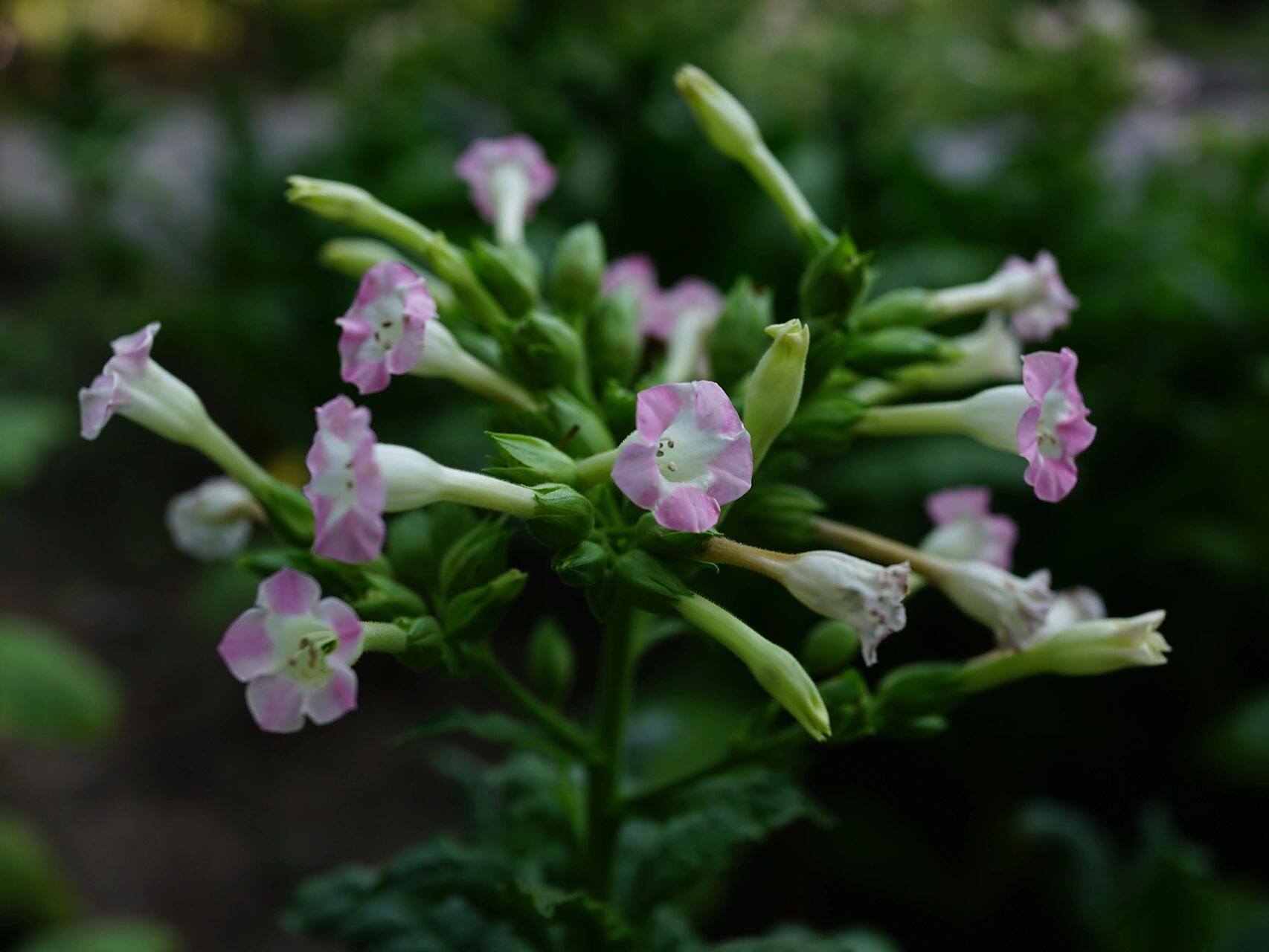 花烟草|烟草花 花烟草,茄科烟草属,花形呈喇叭状.