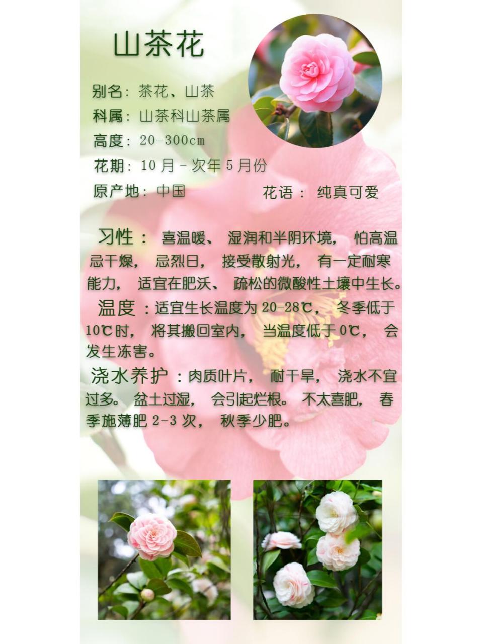 茶花样子的描写图片