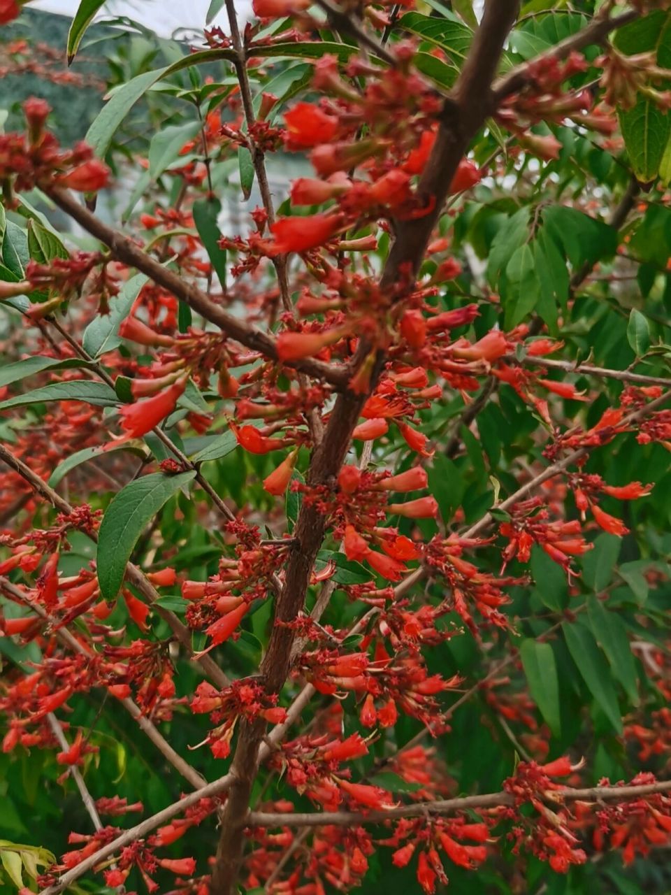 虾子花的栽培图片