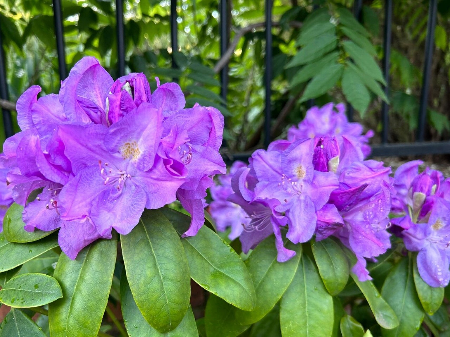 小院赏花:紫色光辉高山杜鹃 花语:永远属于你