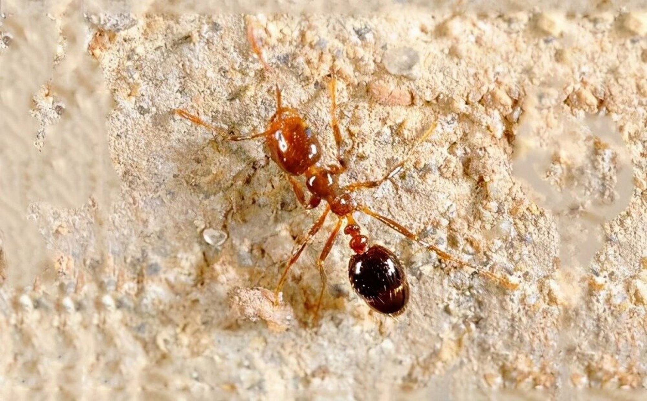 高层楼经常家里发现红蚂蚁(小黄家蚁) 消除小黄家蚁小妙招: 1,在厨房