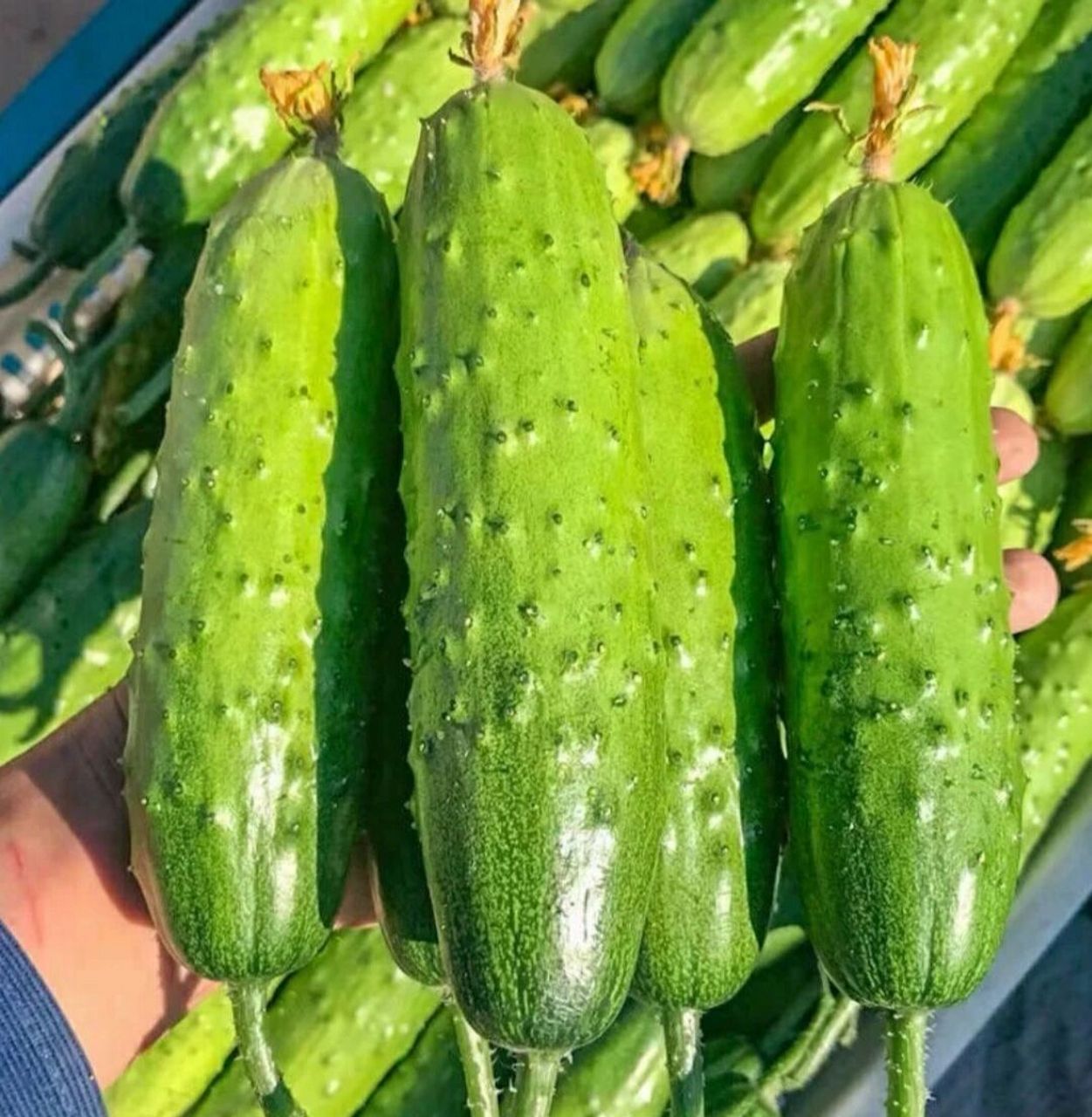 自己家大棚的旱黄瓜  自己家大棚种的旱黄瓜,顶花带刺的,村里的农民