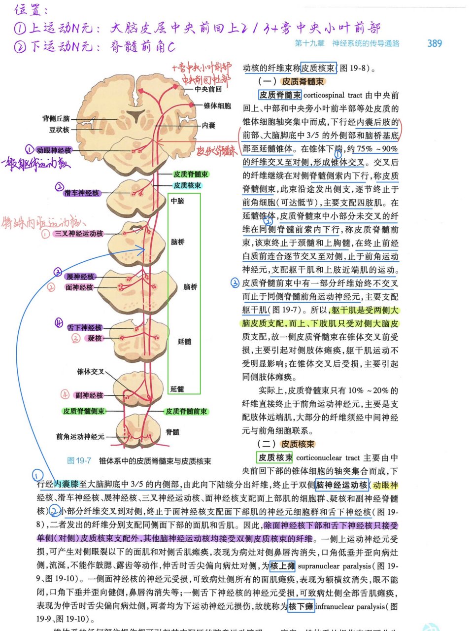 深感觉传导通路图片