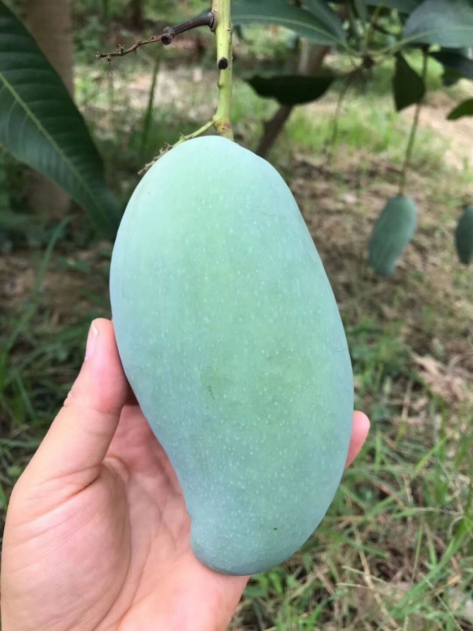 真真z好吃的芒果 广西田东桂七芒果 大桂七特有的标志: 外观呈s形,有