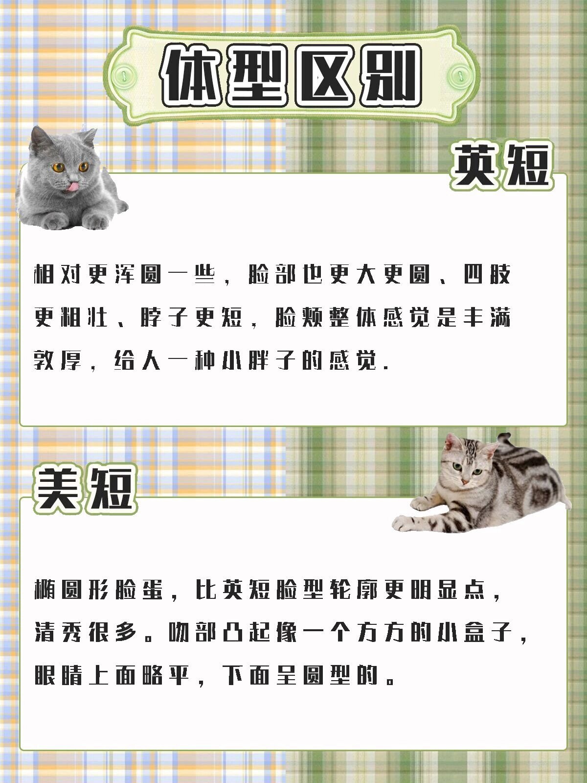 英短vs美短的区别,你知道吗7115