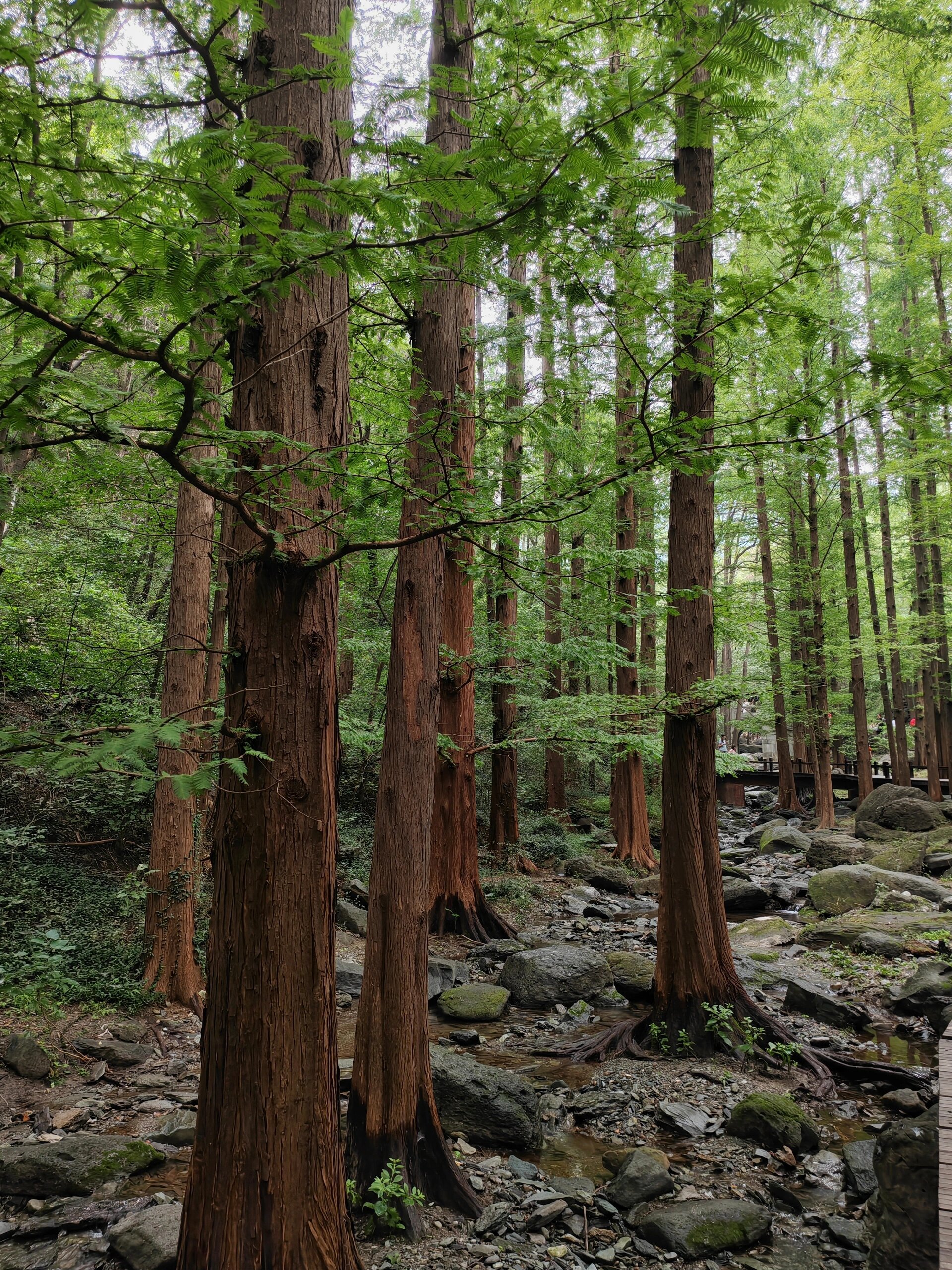 在北京一定要去一次的水杉秘境 国家植物园北园樱桃沟,有一大片遮天