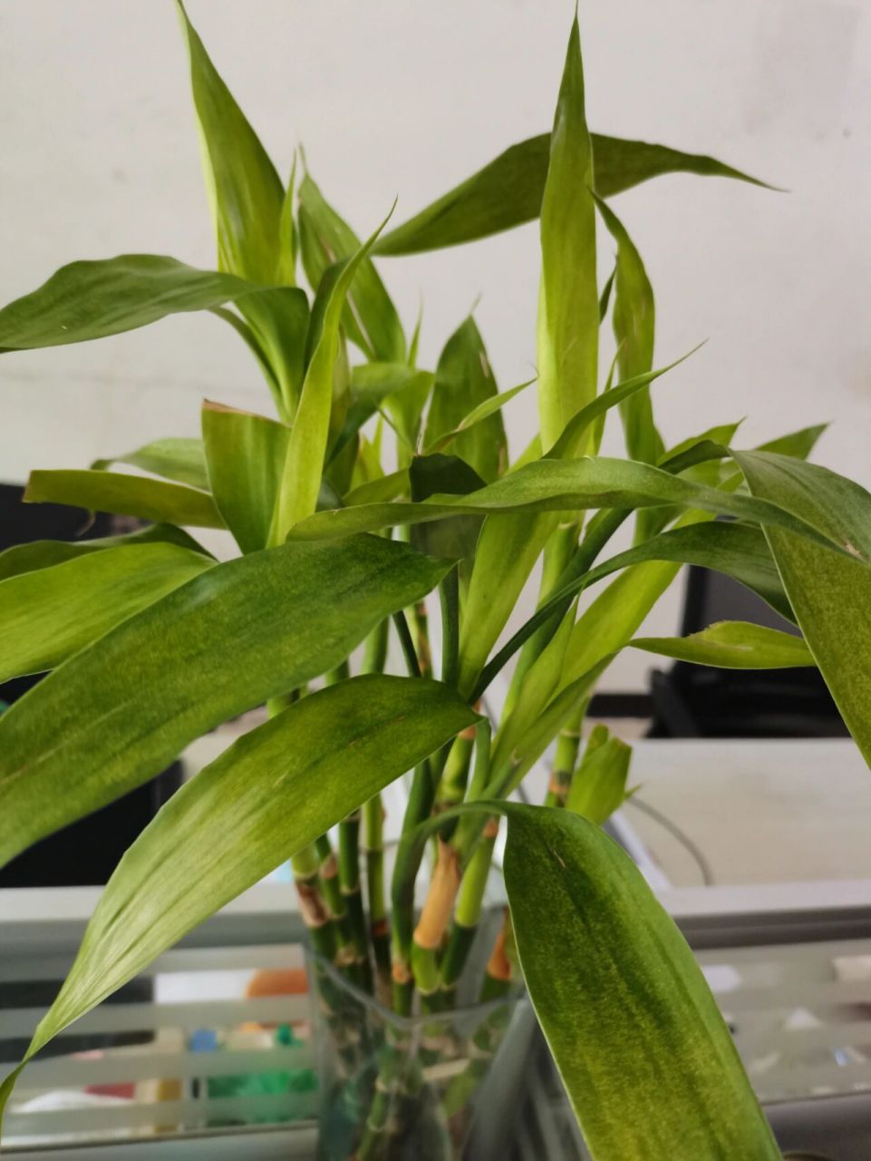 富贵竹生虫大面积发黄~ 公司养的富贵竹,被我发现生虫后开始清理虫卵