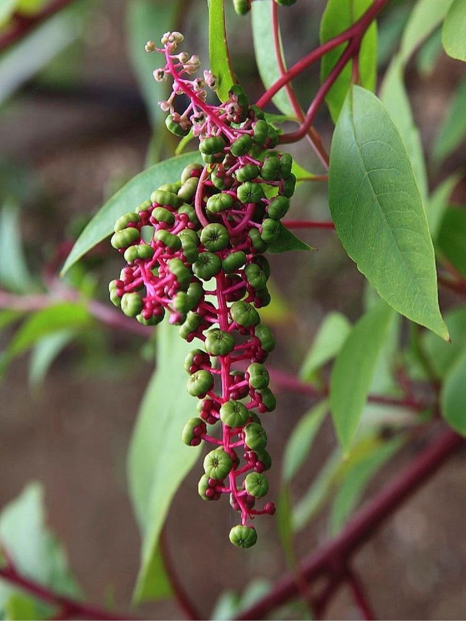 有人知道这植物叫什么吗?