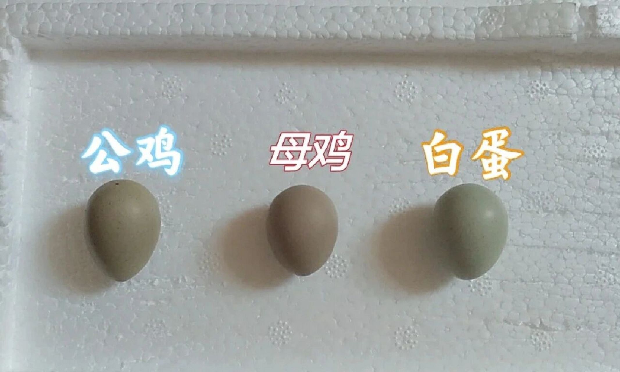 听说鸡蛋也分公母 我不信 我要孵一下试试邪 一头尖一头圆:公鸡蛋