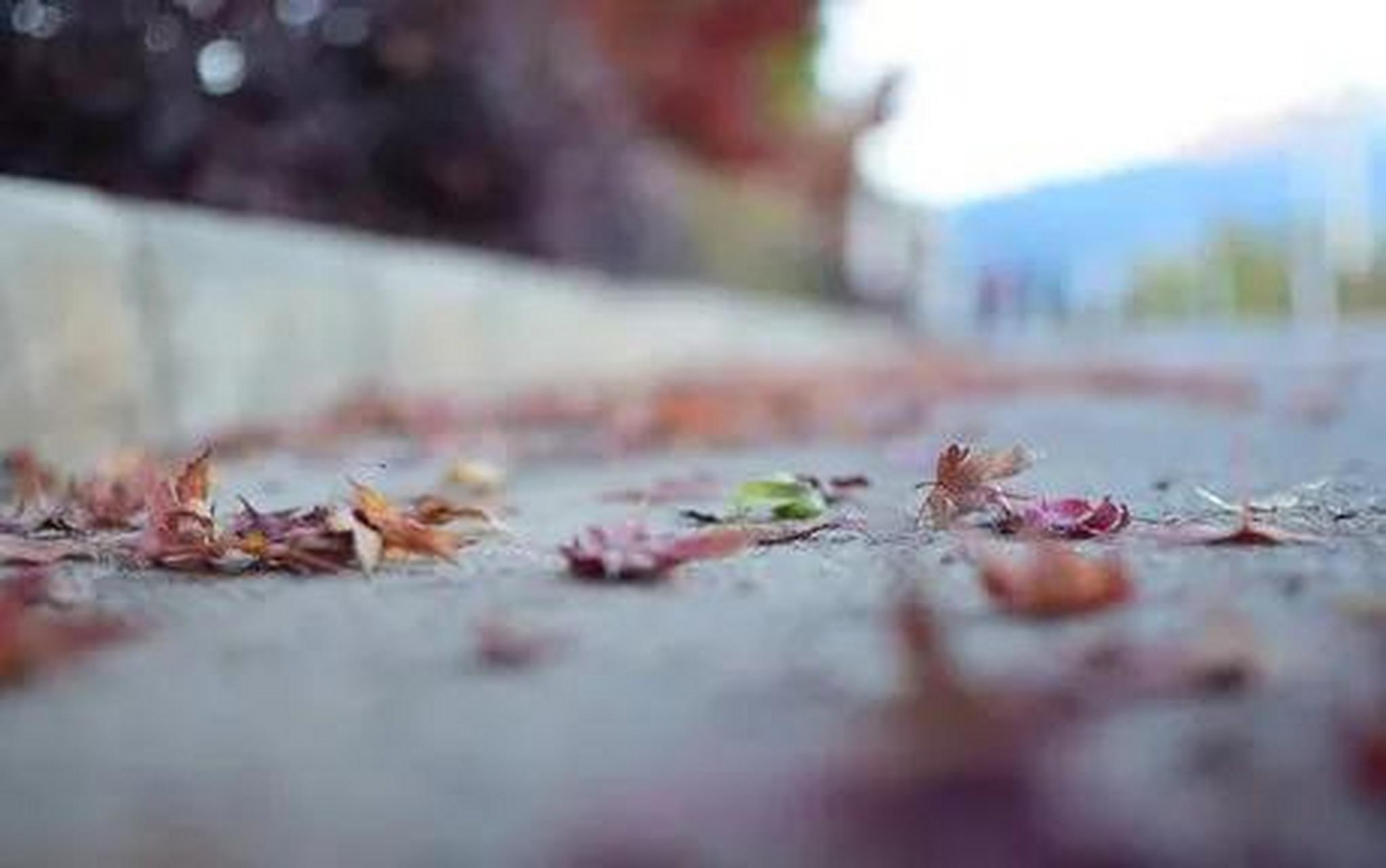 徐志摩写: "我不知道风, 是往哪个地方吹,  我是在梦中, 在梦的悲哀里