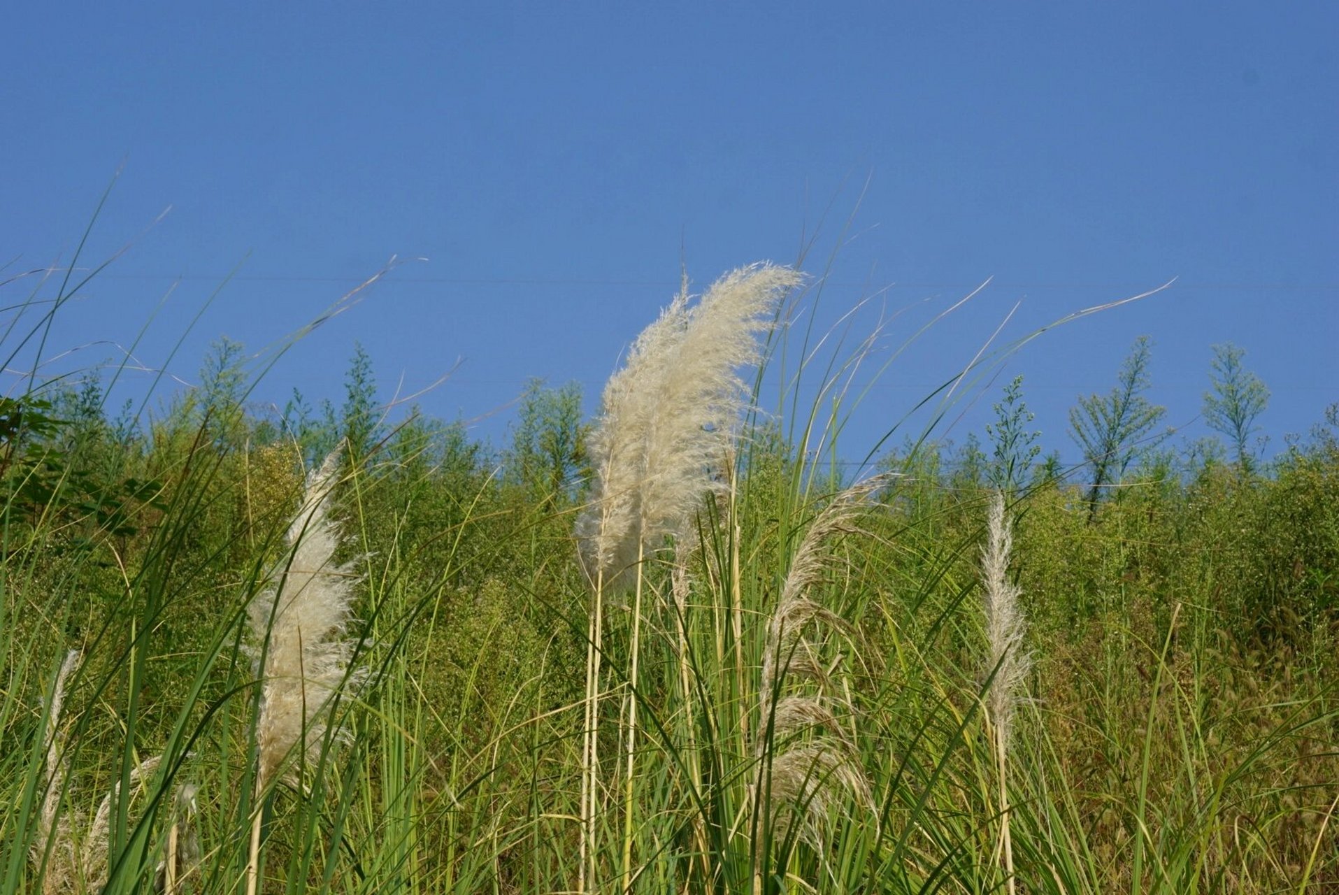 万州去哪玩|白岩寨公园 地址:五桥天星(导航即可) 风格:适合拍拍照