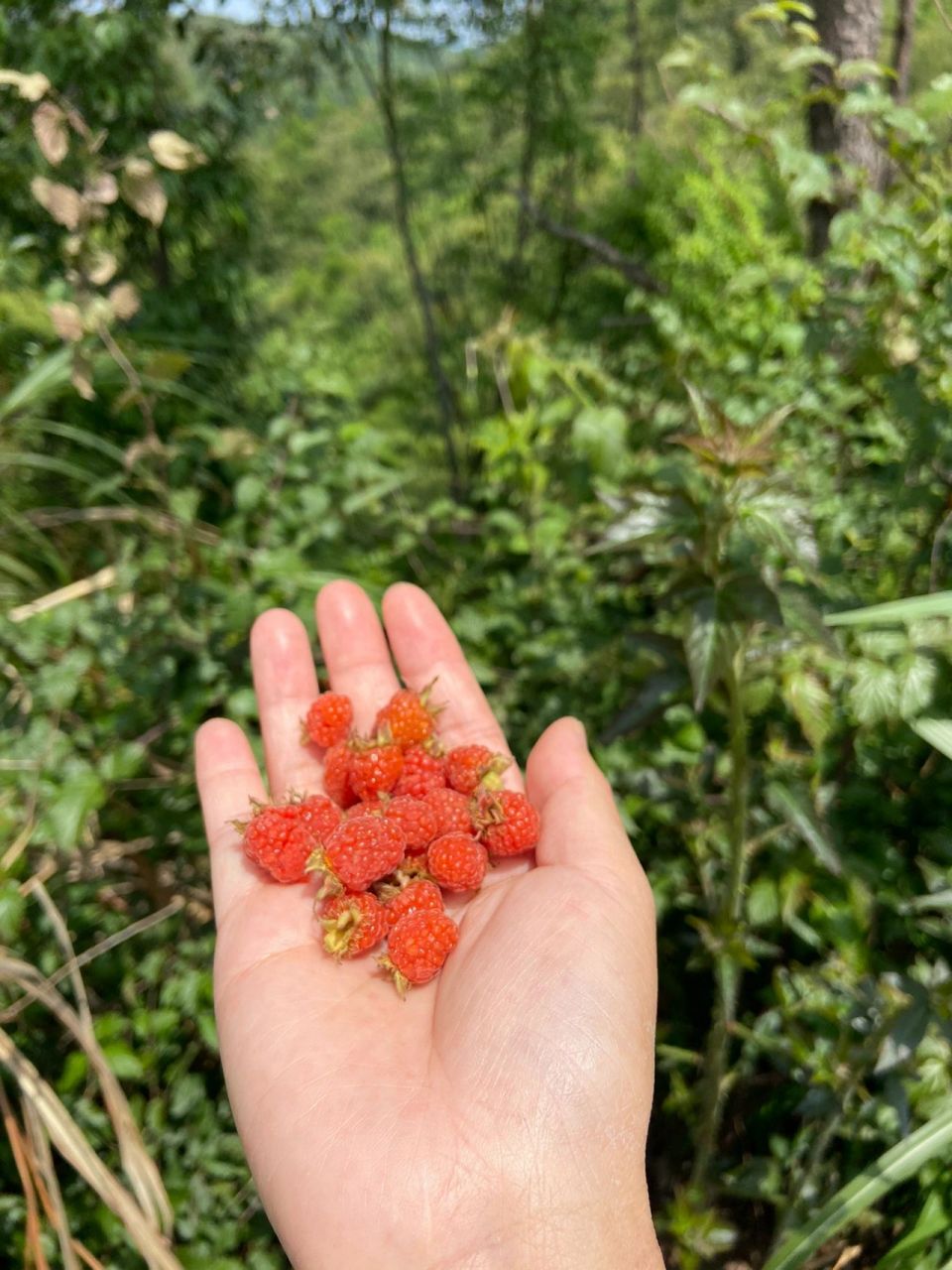 野生草莓91 野草莓,好看又好吃,酸甜可口,口感也非常好.