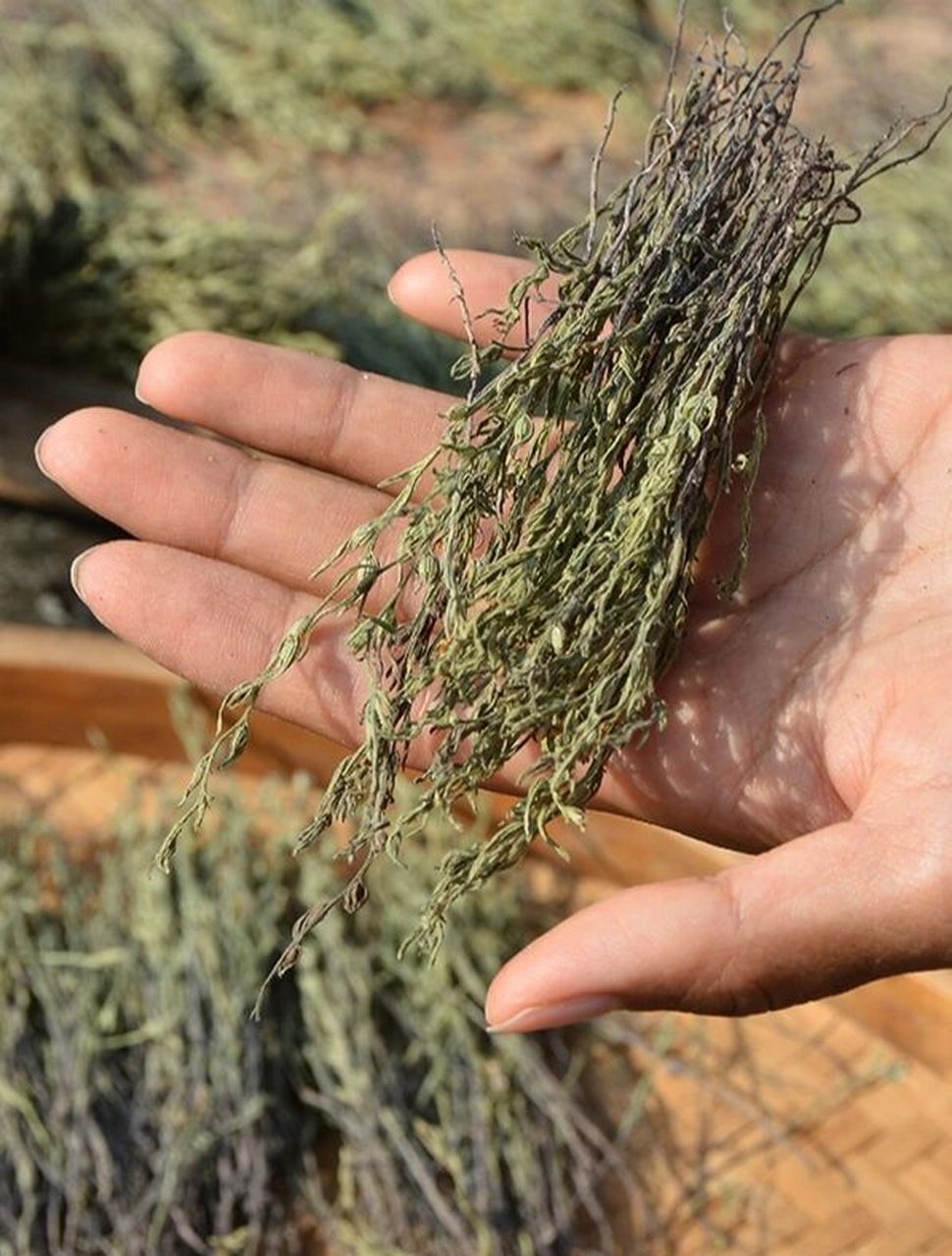 带大家见识一下新鲜的独脚金丫 农村土生土长的 也独脚金,现摘/干1块