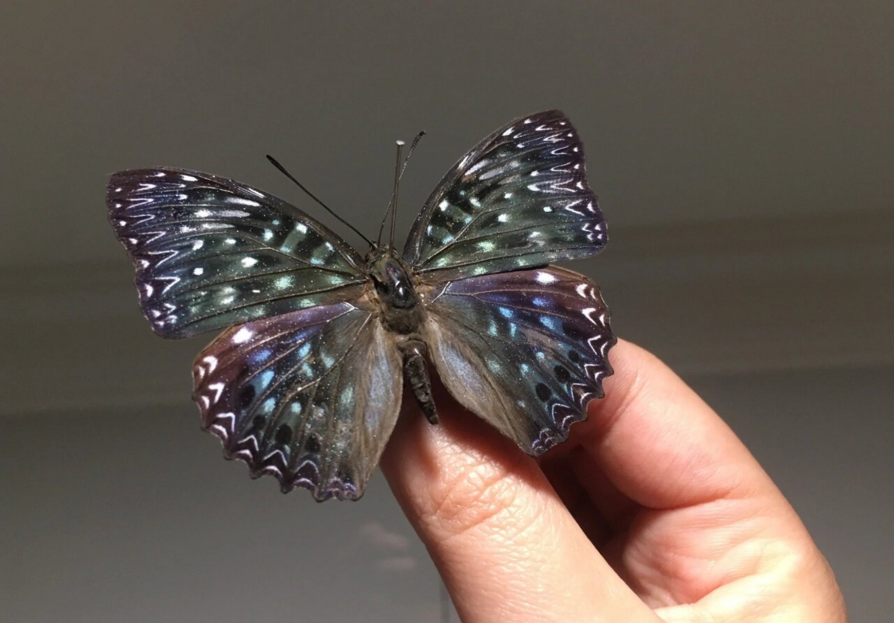 蝴蝶|电蛱蝶 dichorragia nesimachus 电蛱蝶dichorragia nesimachus