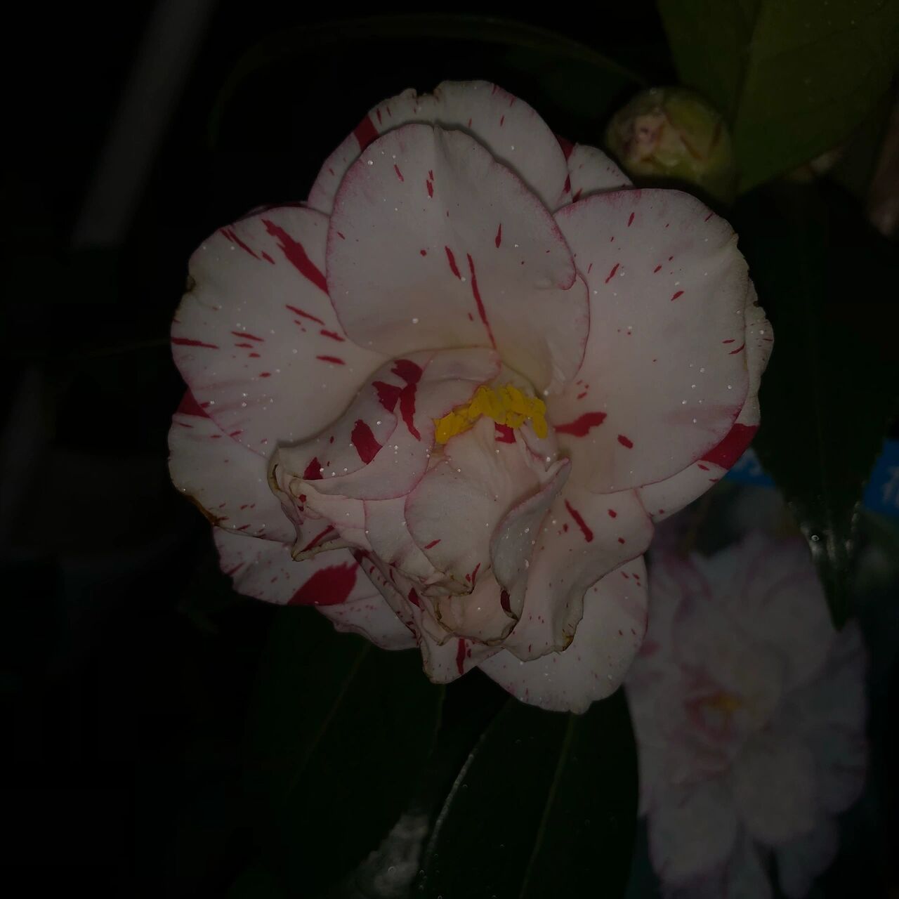 「茶花」雅子 日系茶花覆伦雅子,比国产的多一层红遍遍