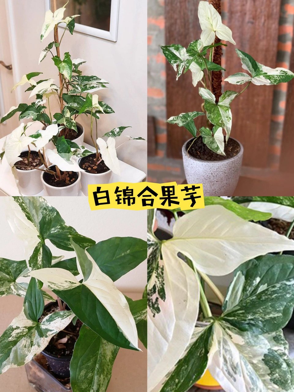 合果芋品种大全图片图片