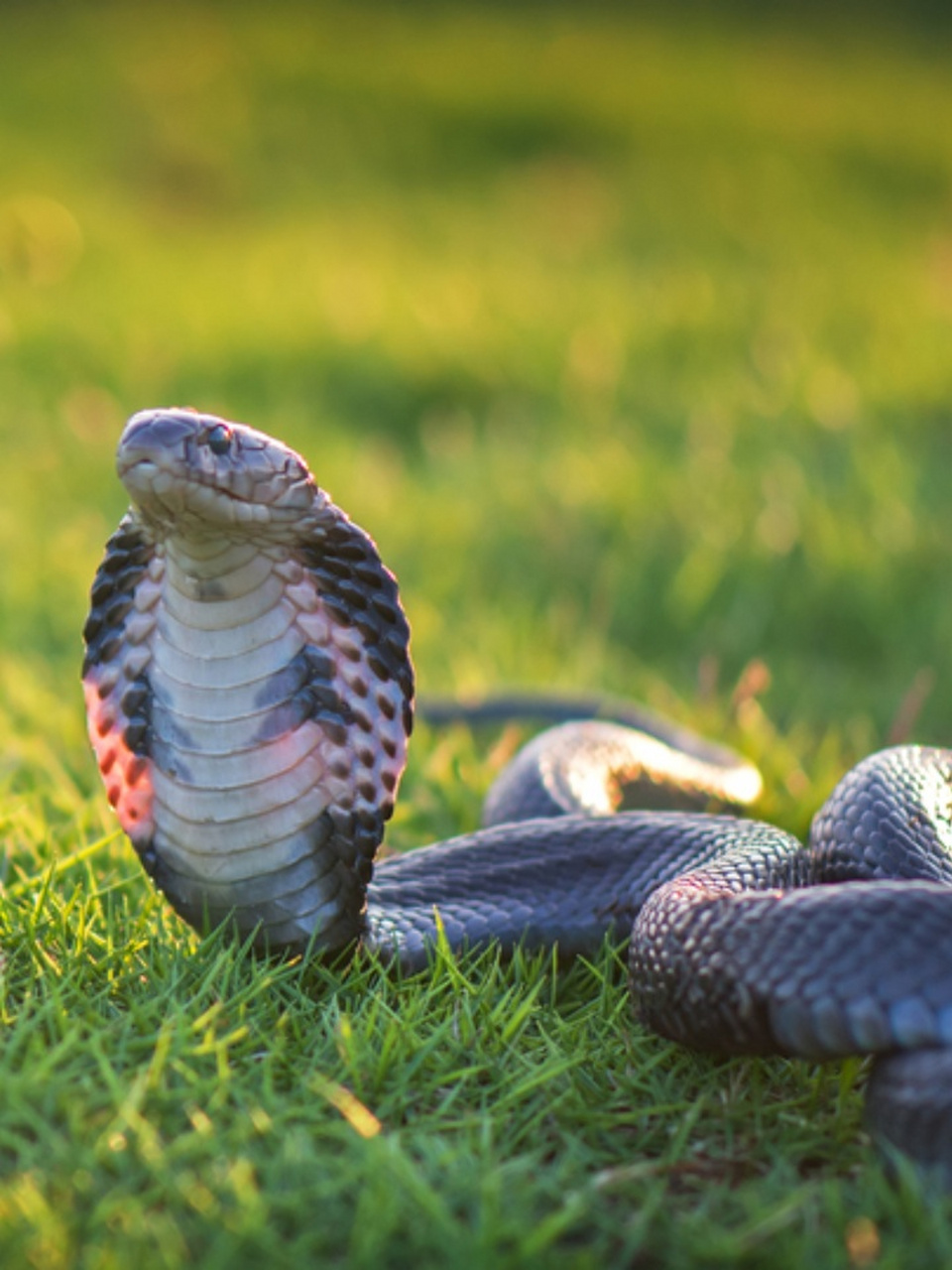 眼镜蛇图片 97眼镜蛇,是一种令人敬畏的毒蛇02.