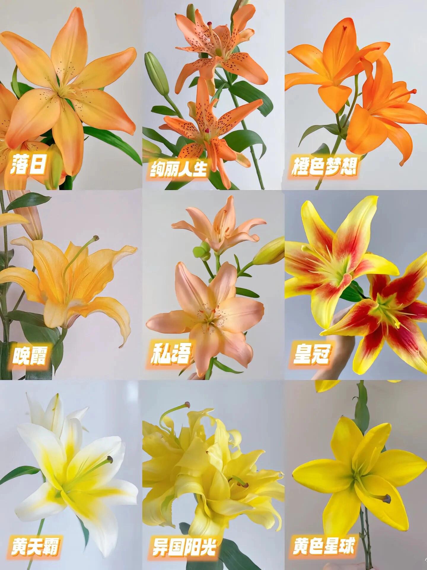 36种不同颜色百合