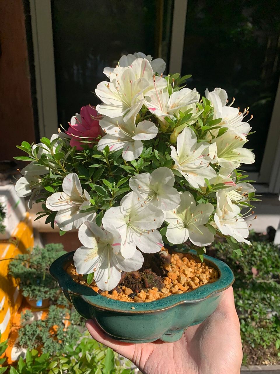 皋月杜鹃 明美之月 换好盆的明美之月开花啦