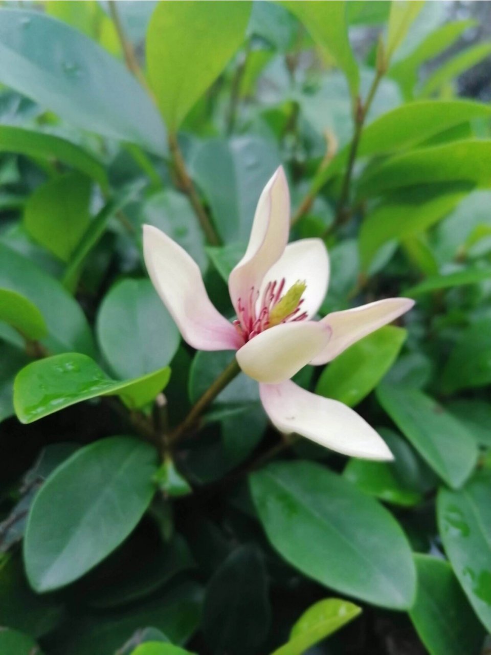 含笑花的花语 含笑花,拉丁文名:michelia figo (lour.