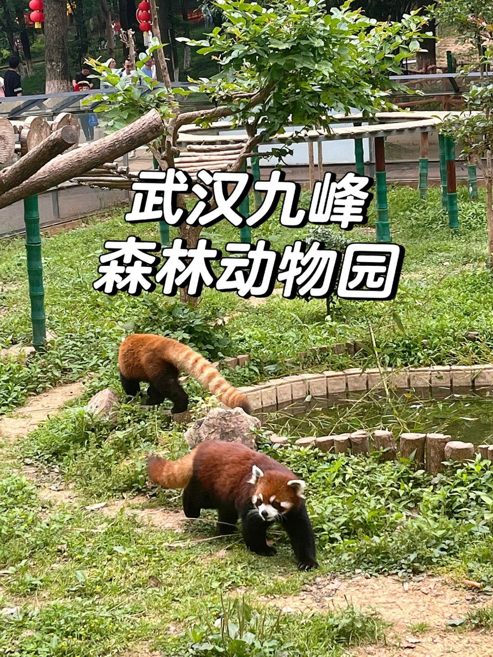 武汉九峰森林动物园图片