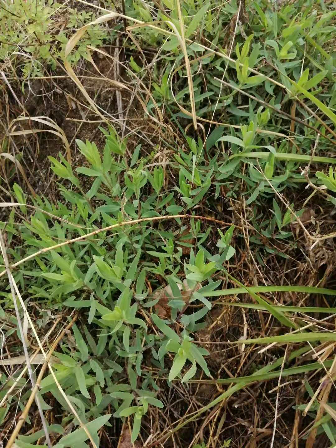 山马扎菜90学名叫银柴胡98别名叫银胡 95很多地方的叫法也不