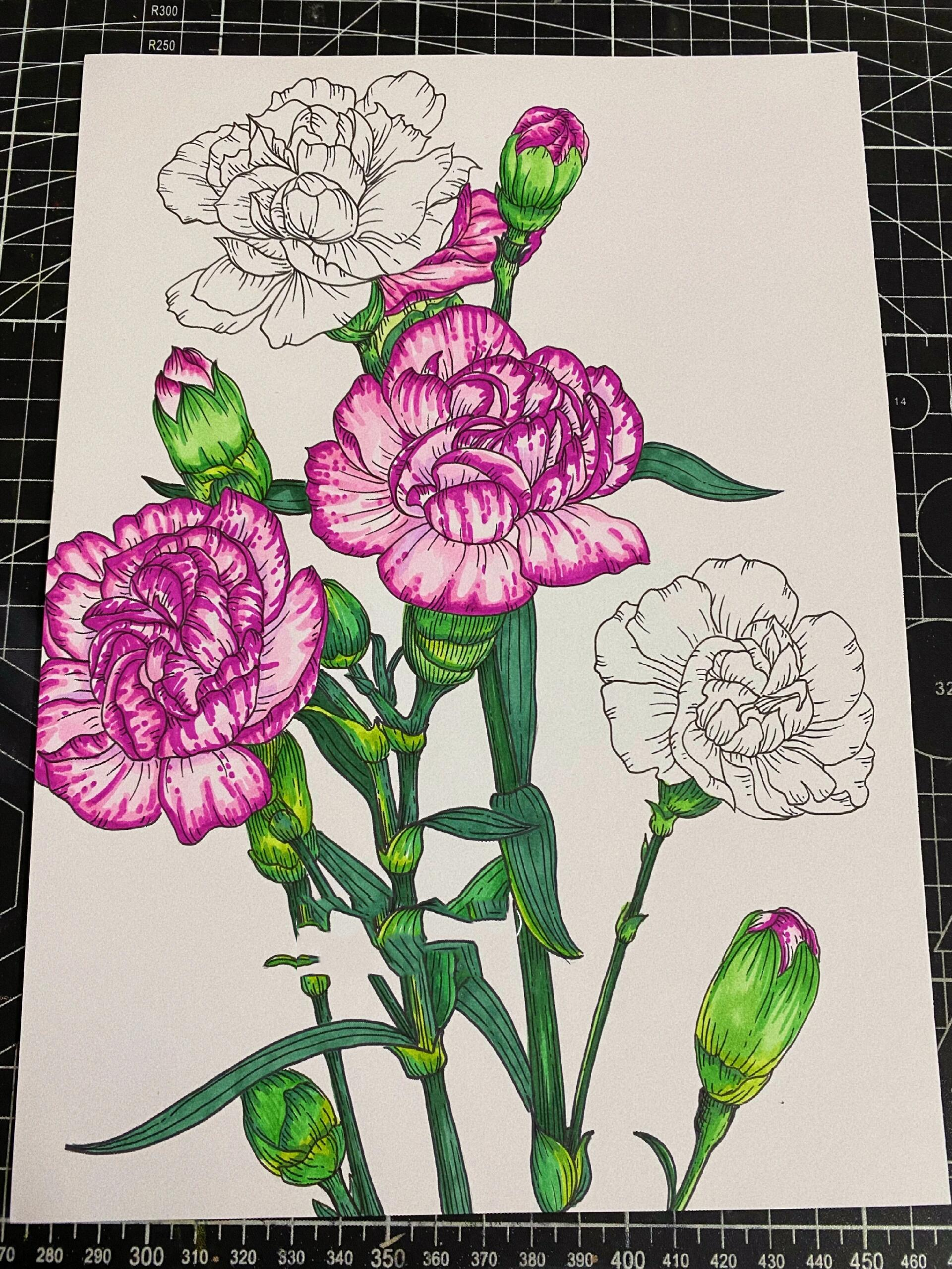 康乃馨‖花卉线描‖马克笔上色【附过程