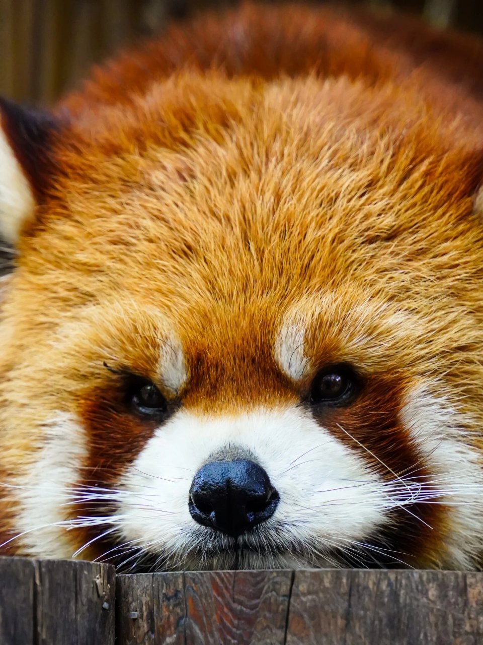 北京野生动物园里萌翻天的小熊猫 如果将全球的萌物进行一次排行,小