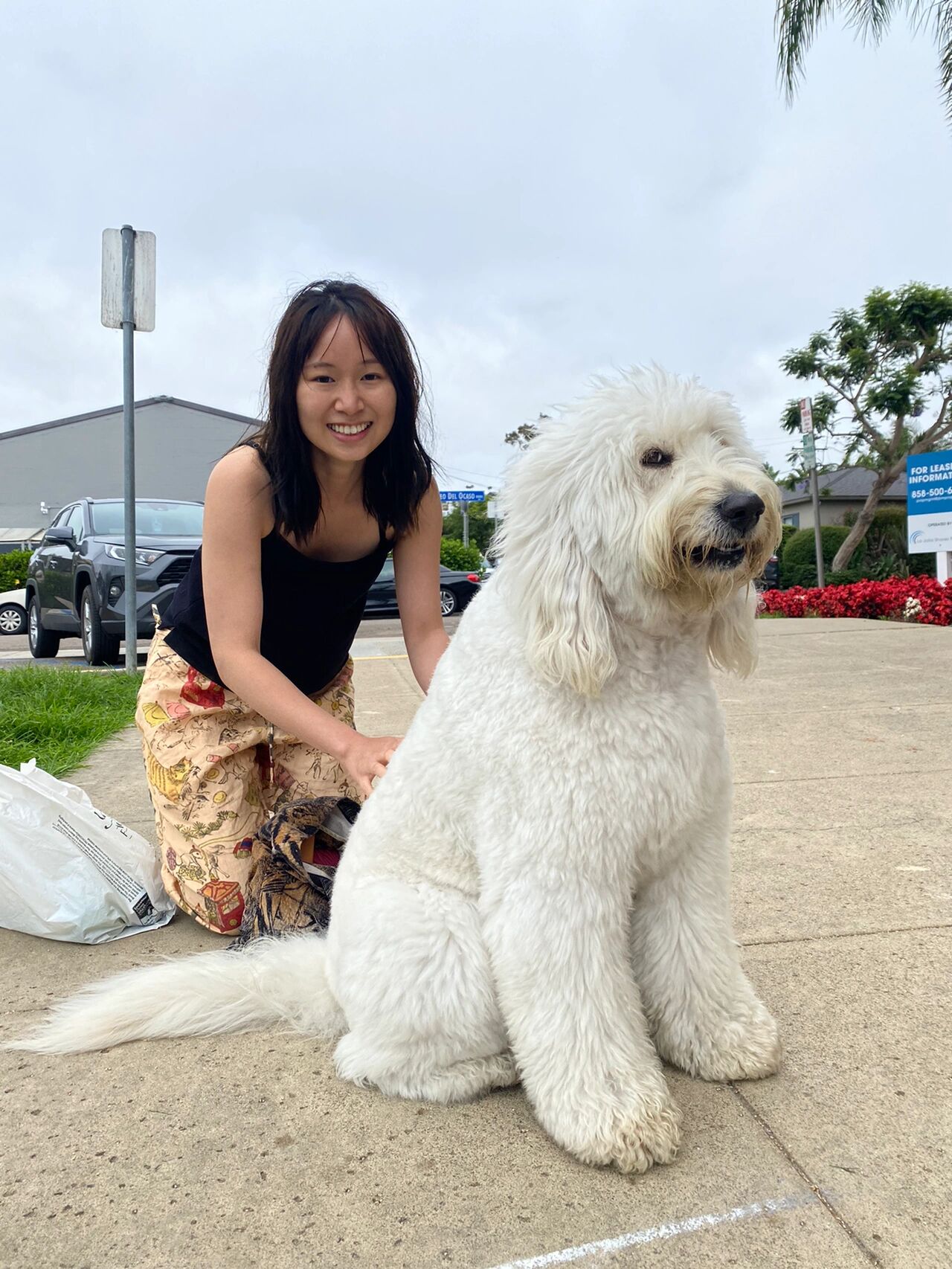 全世界最大的比熊犬