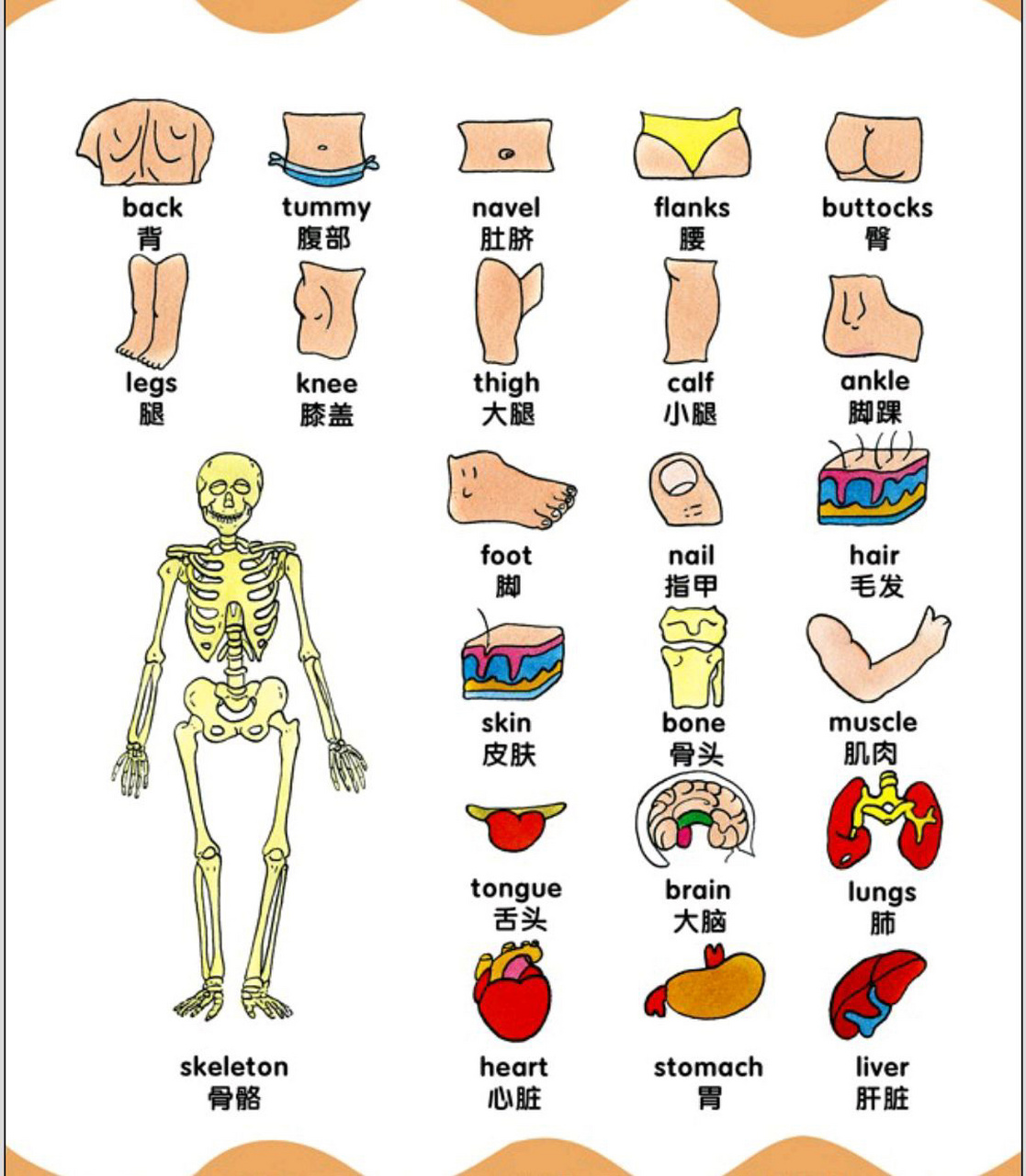 98人体器官英文单词大全 98手和手掌个部位英文单词和英语名称