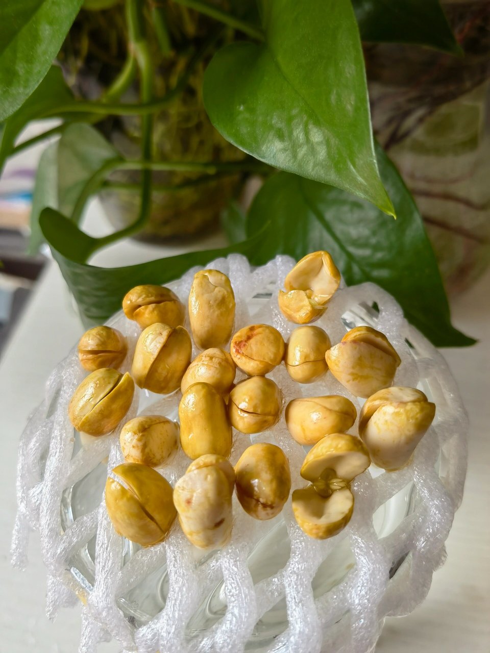 水培花生 | 不花一分90有手就会6015教程 92水培花生小森林