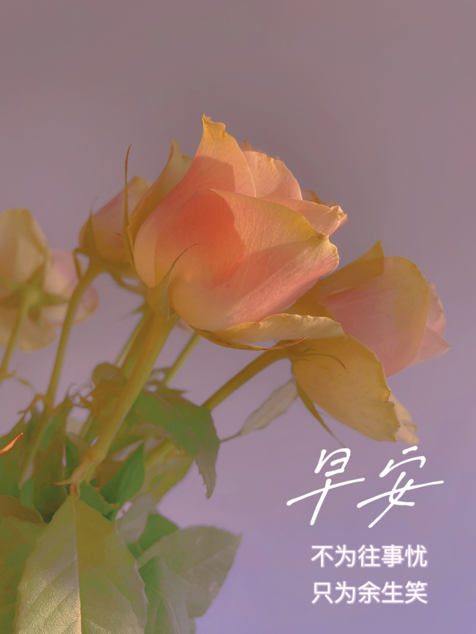 早安美图|早安文案|朋友圈文案|正能量 生活向阳 人生向暖 愿每个平凡