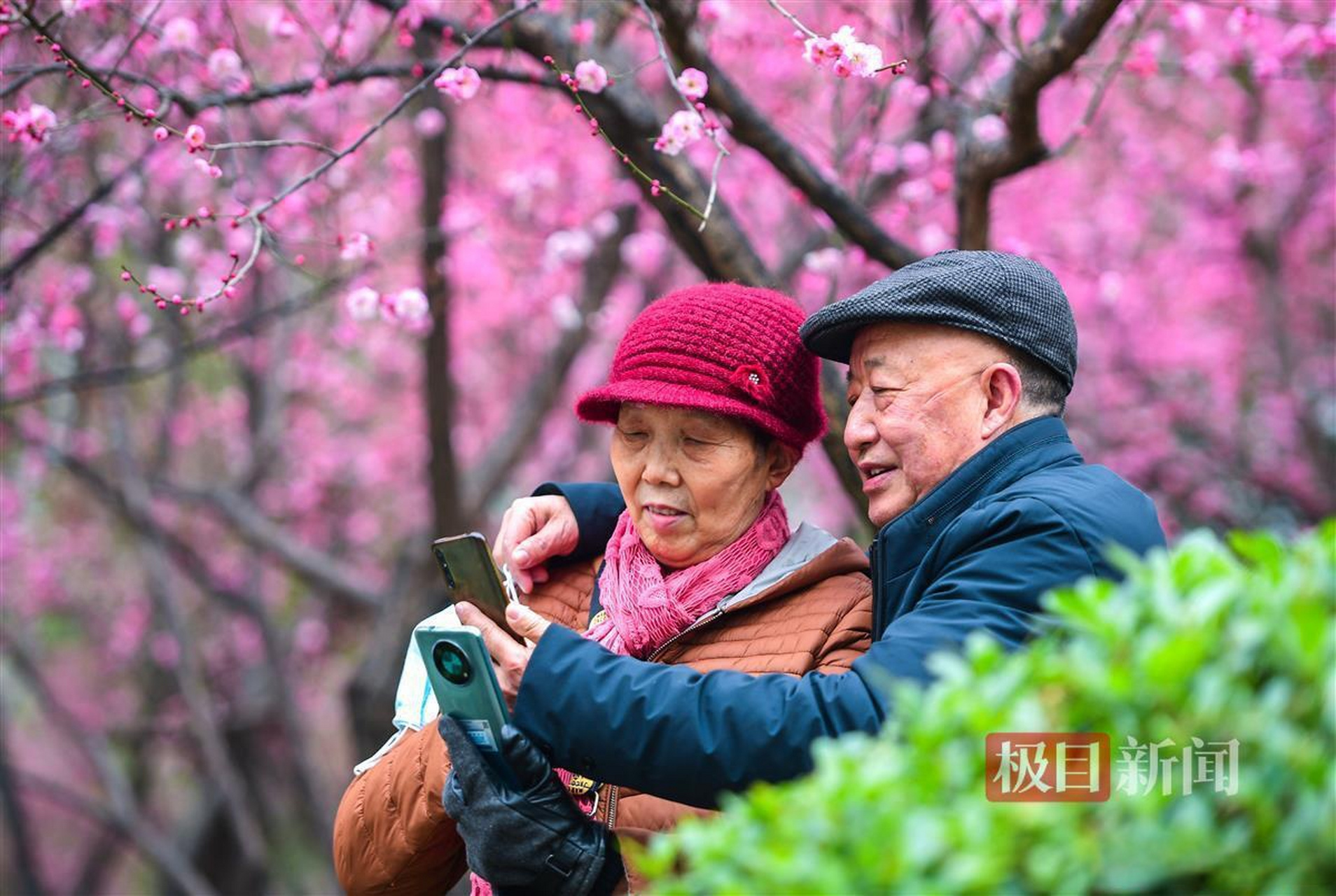 沙湖公园梅花图片