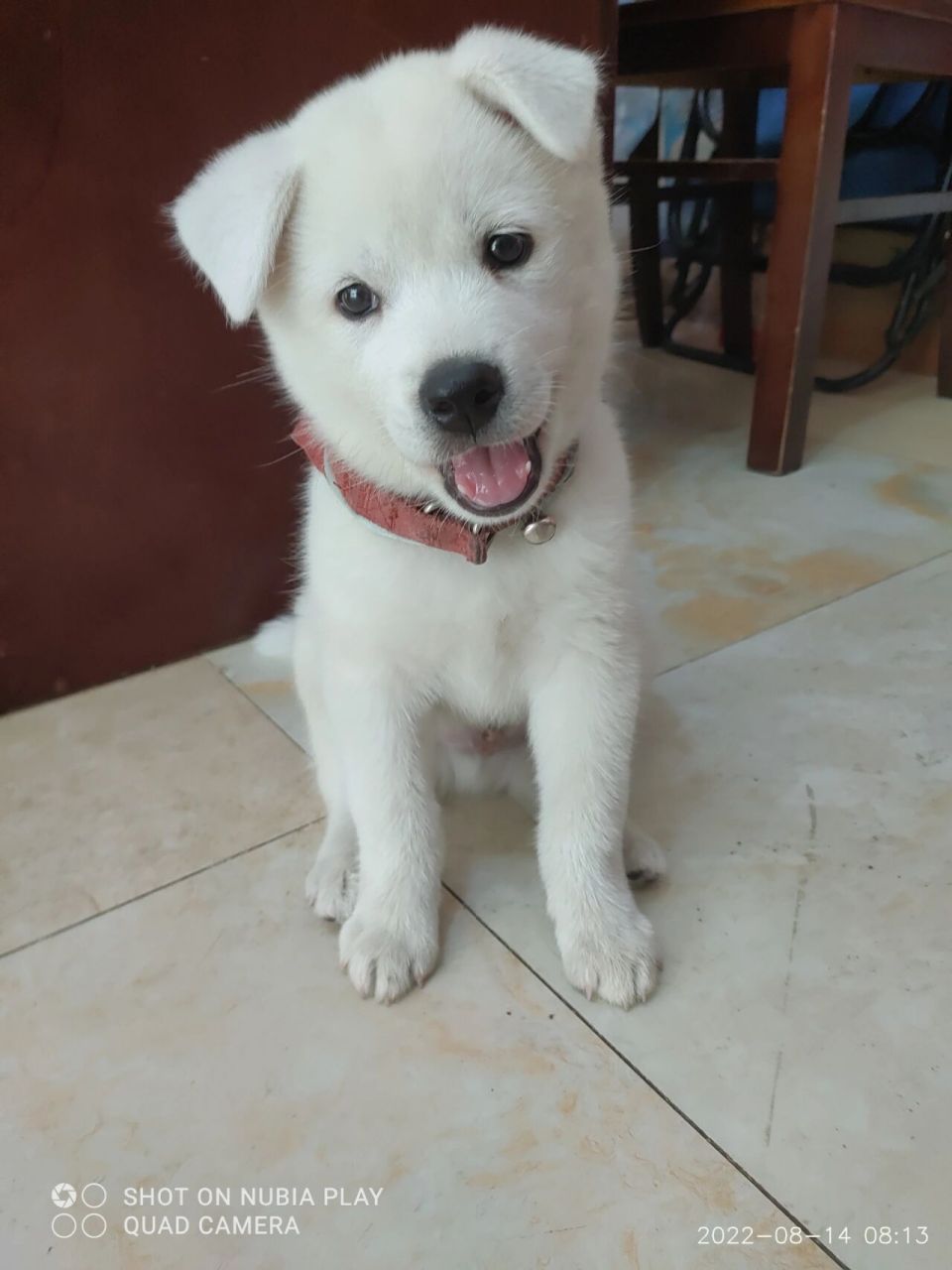 拉布拉多和萨摩耶的混种.