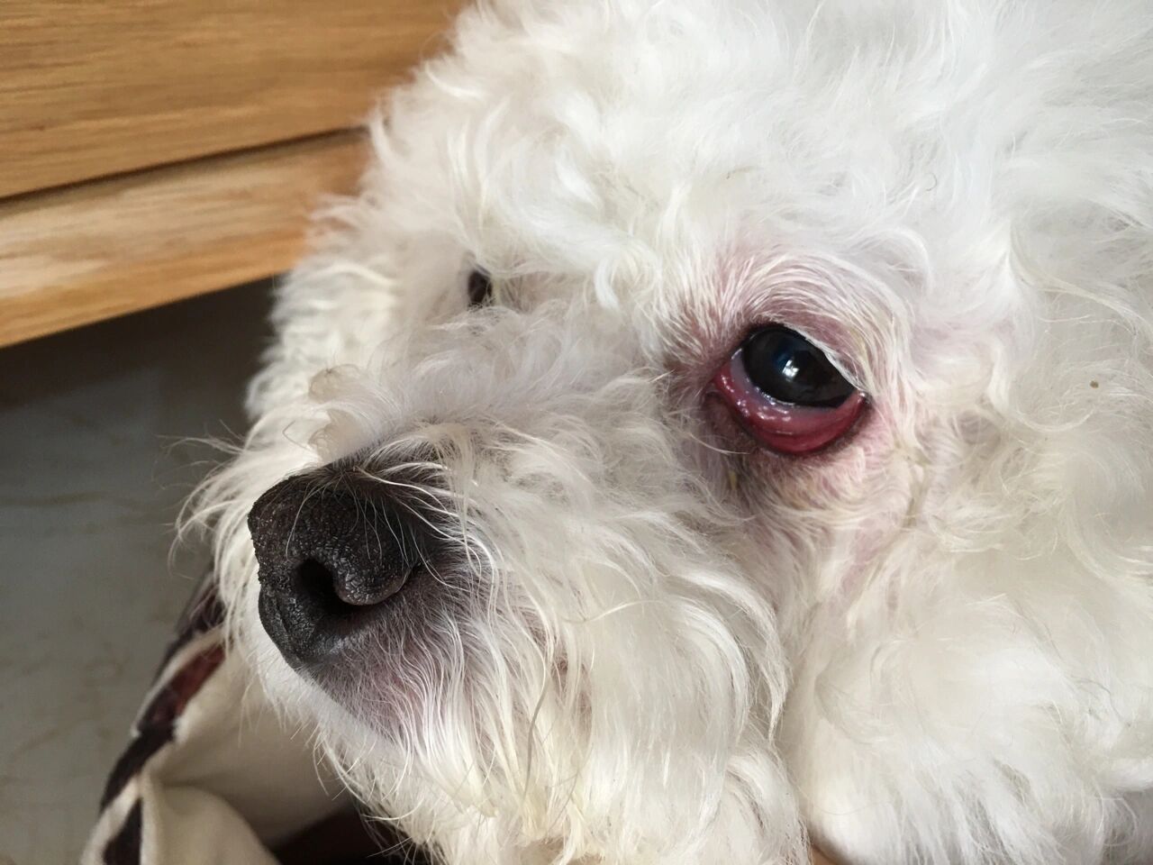 比熊上火,眼睛发红