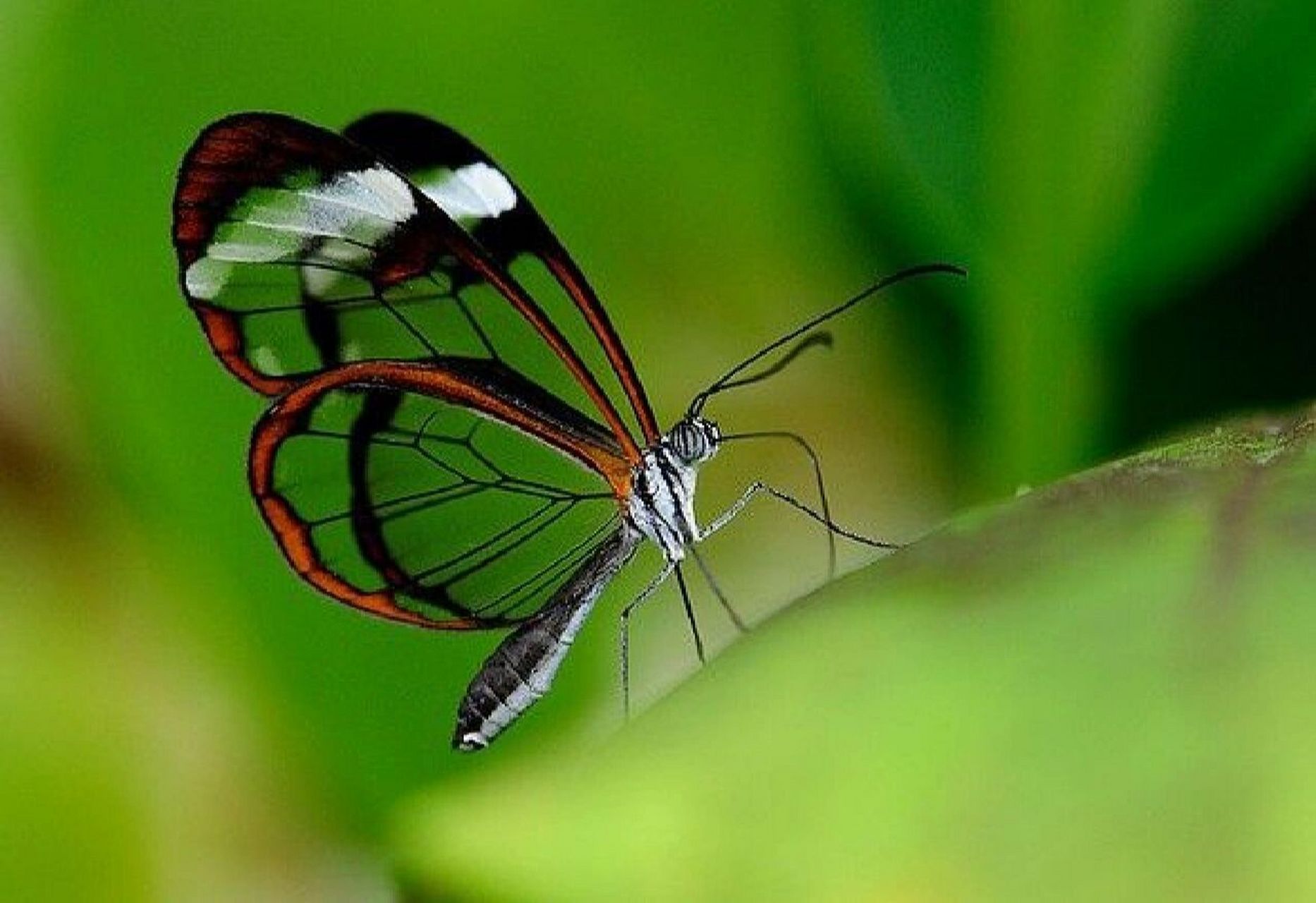 玻璃质感的蝴蝶03——宽纹黑脉绡蝶 宽纹黑脉绡蝶主要分布在中南
