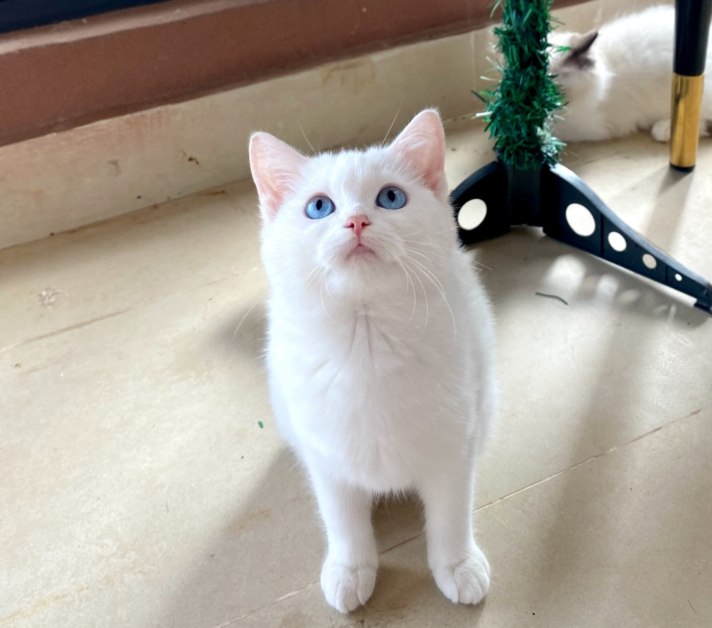 英短蓝眼睛白猫圆润肥嘟嘟南宁3位数带回家 家里自己养的猫咪生娃啦