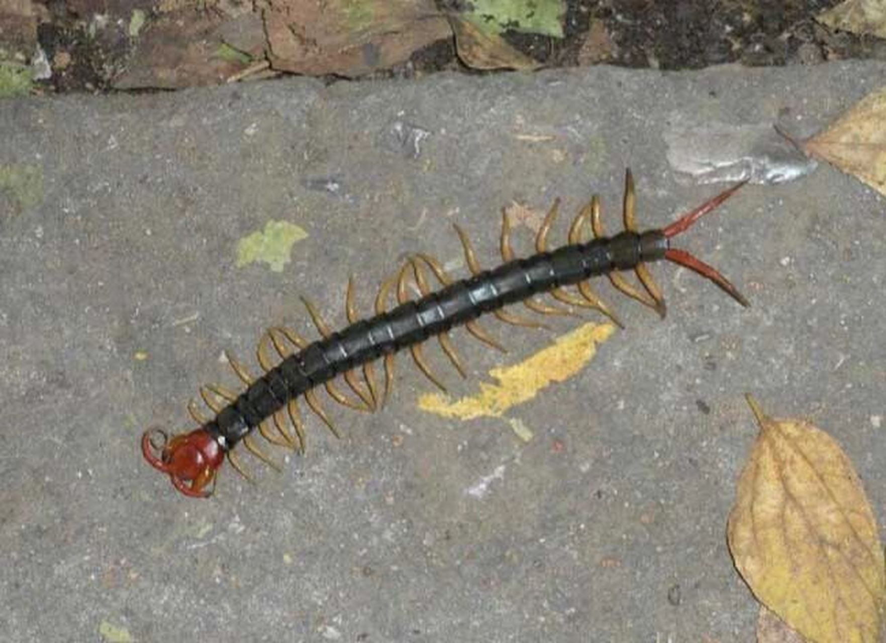 图中这个蜈蚣有毒吗,咬到了脚趾头,条件不允许用了云南白药喷雾剂,挤