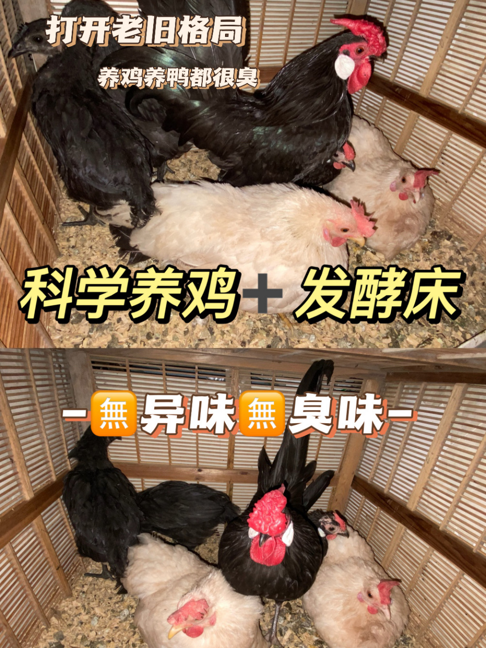 发酵床养鸡真的很棒很棒!