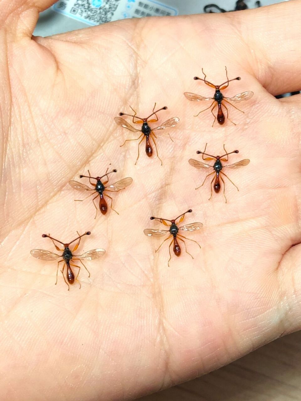 外星人99来咯——突眼蝇 一种分布狭窄云南特有,形似"外星人99"的