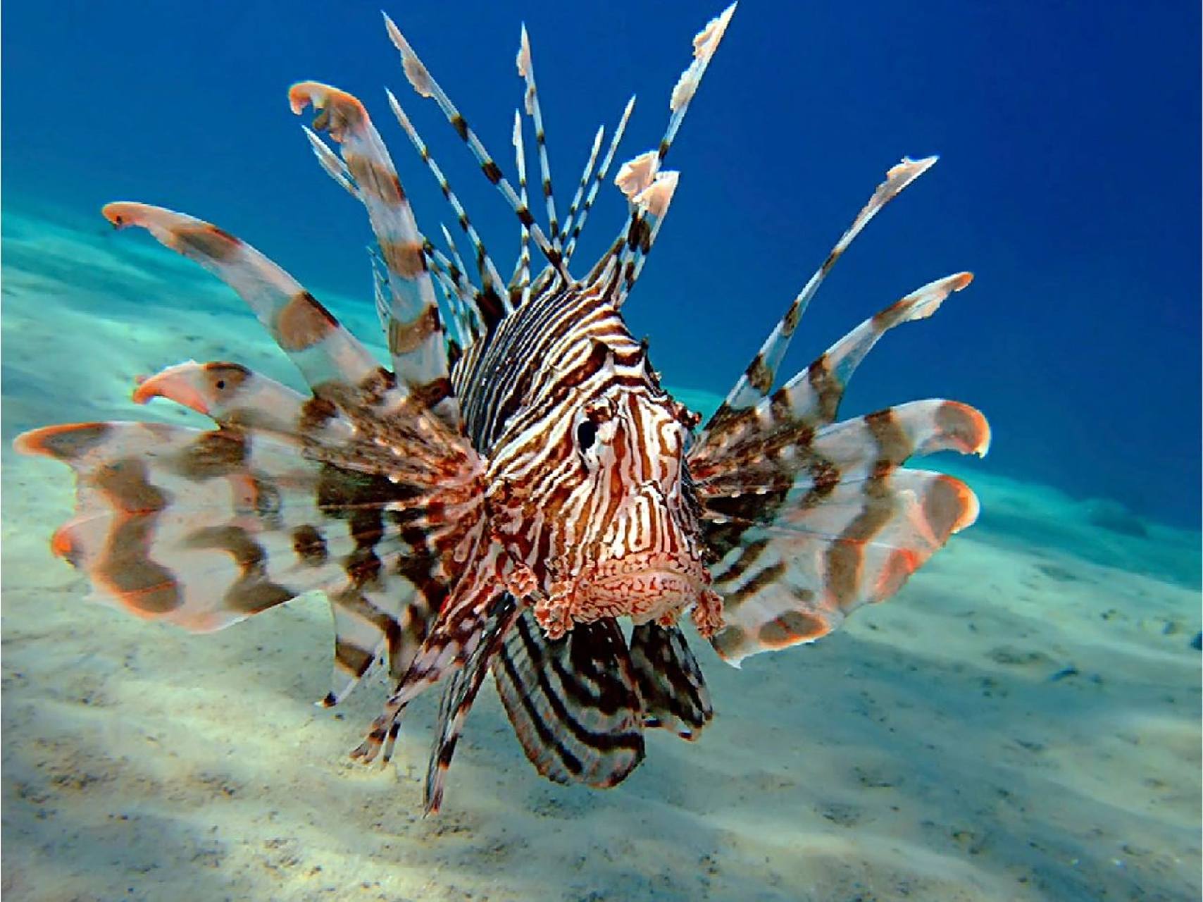 狮子鱼(蓑鲉) lionfish 学名:pterois volitans 狮