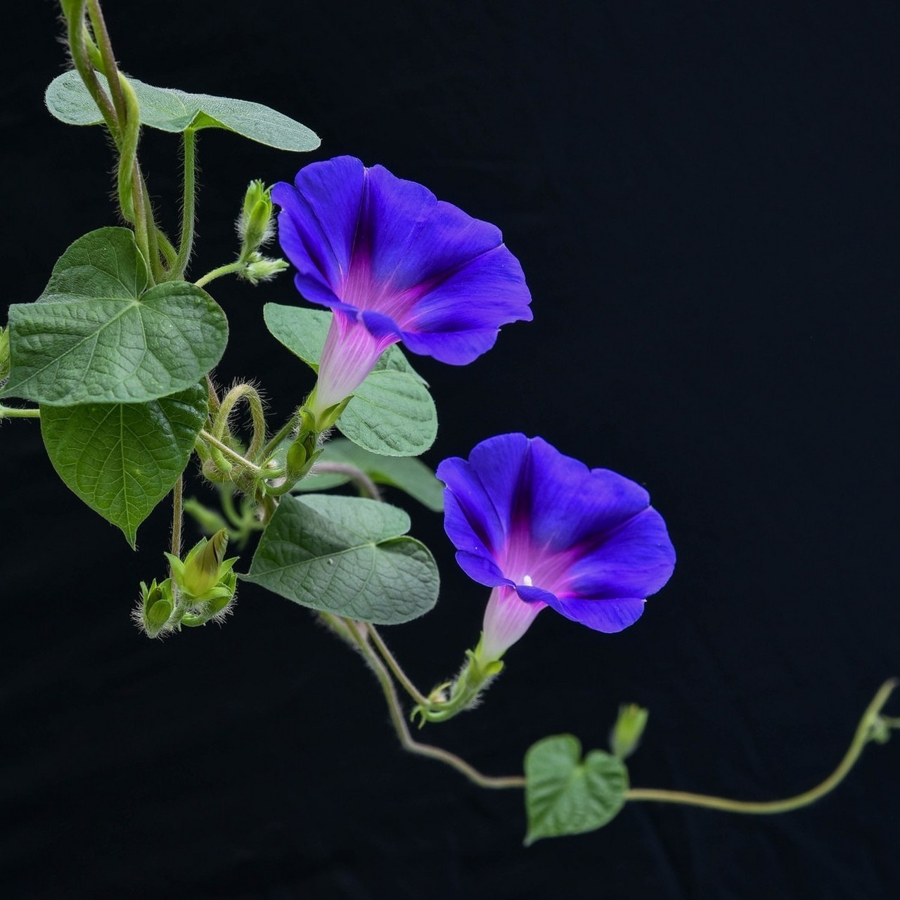 [ 38天 ] 学名 : 牵牛花      别名: 喇叭花 法语: liseron 花语