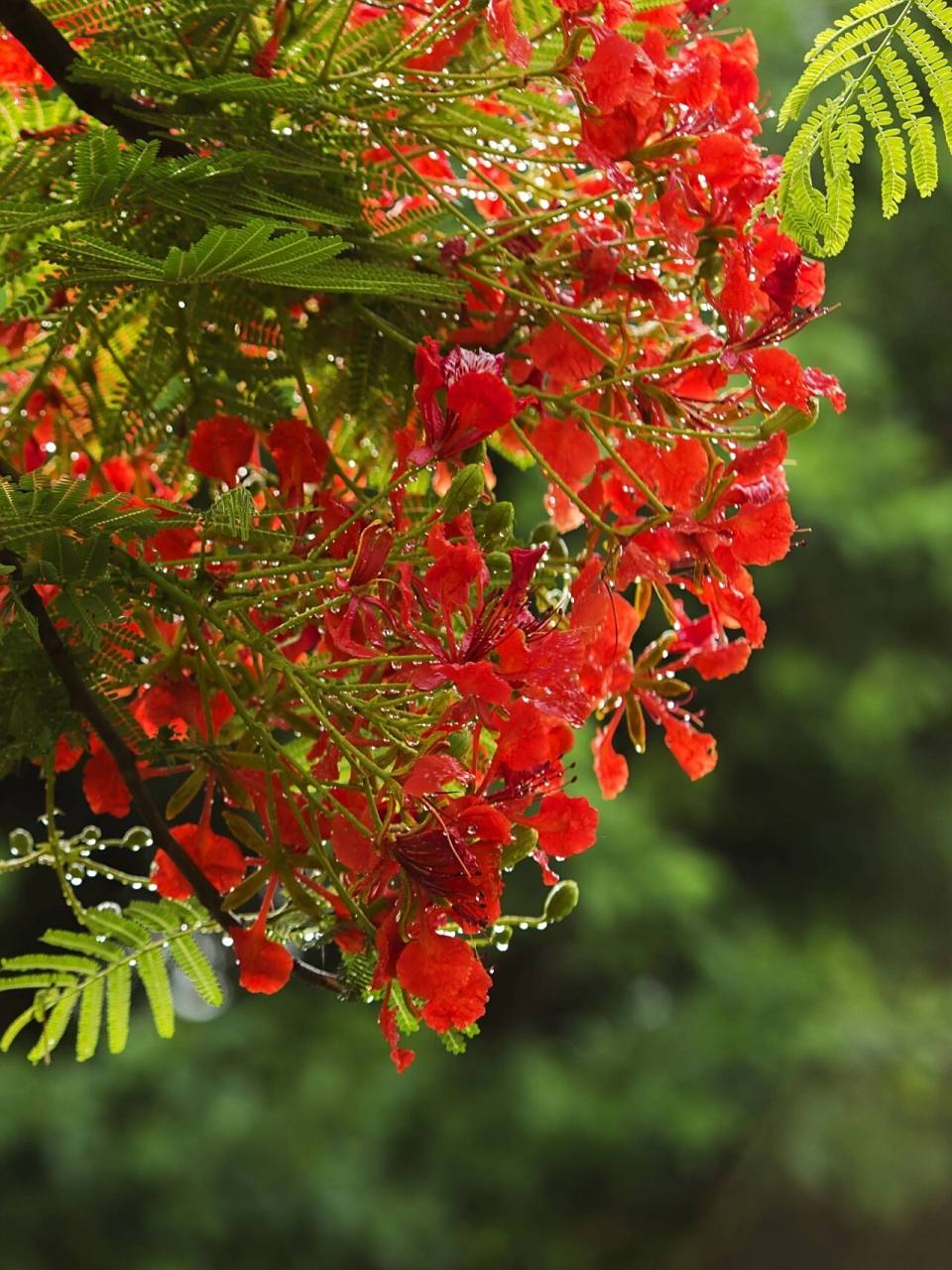 每日植物-凤凰,叶如飞凰羽,花若丹凤冠 凤凰木  花色:红色 高度:5—20