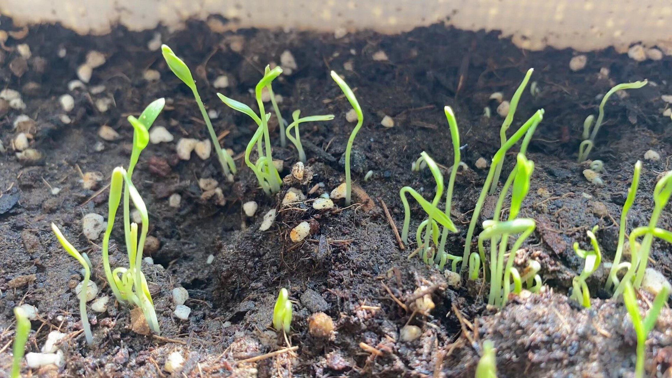 香菜发芽了 网上买的香菜种子,土和盆,按照教程试着种了一下,没想到不