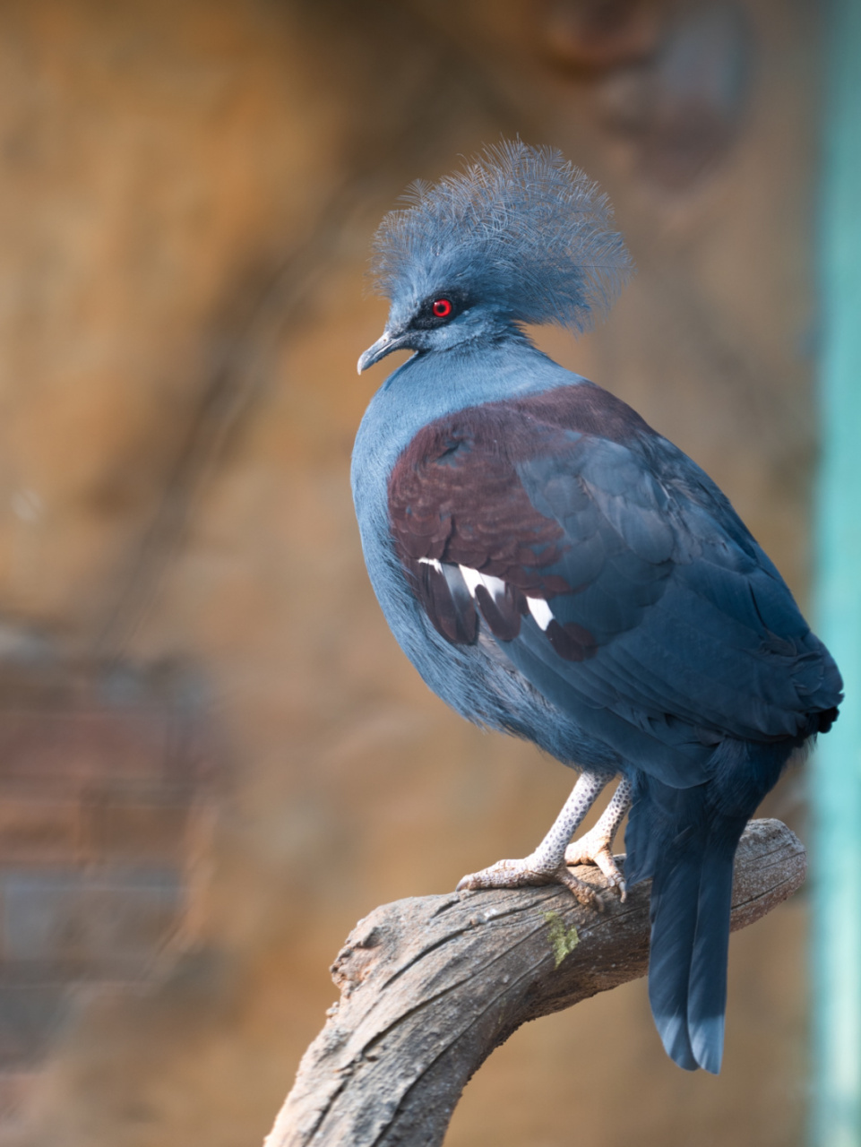 世界上最大的鸽子9415 蓝凤冠鸠--世界上最大的鸽子 蓝羽毛红眼睛