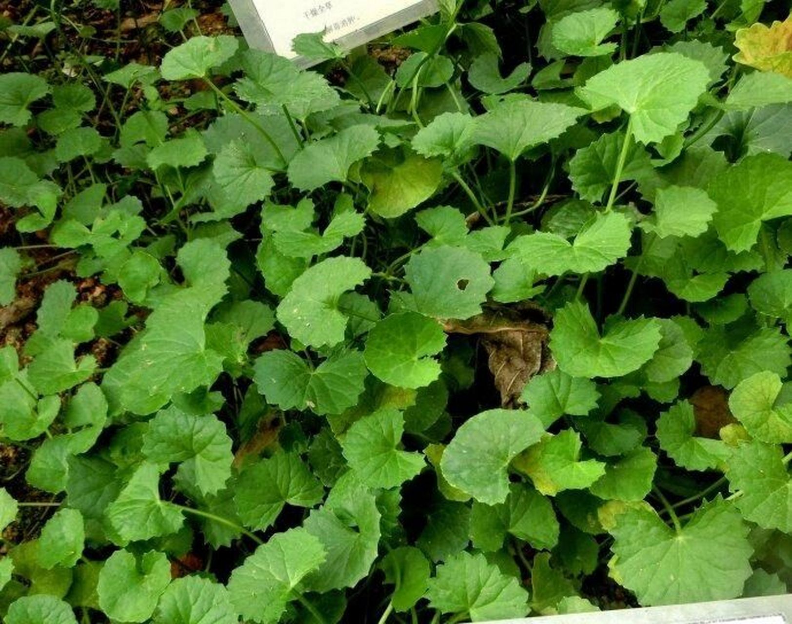 常见野外绿植—积雪草 积雪草:是伞形科,积雪草属多年生草本植物,茎