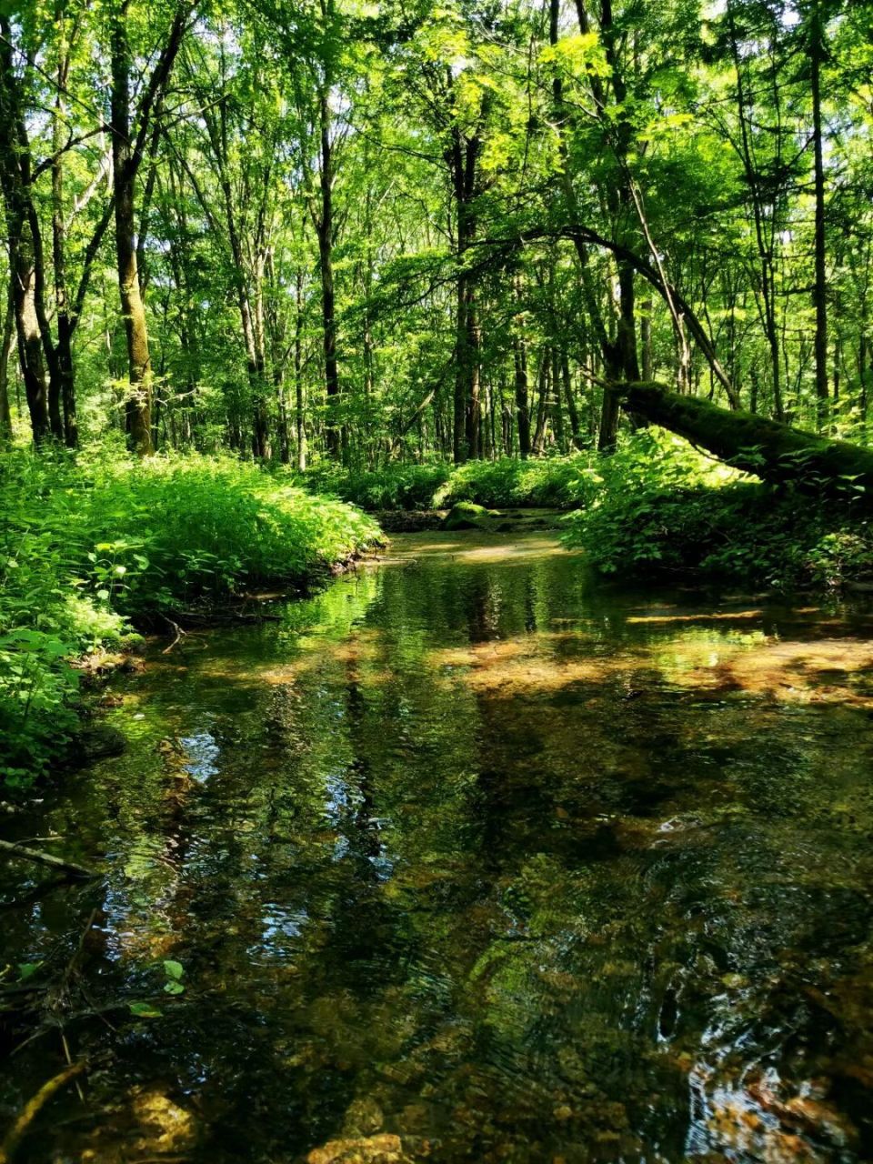 伊春上甘岭溪水国家森林公园 在林中与清澈的溪水一路蜿蜒前行-伊春