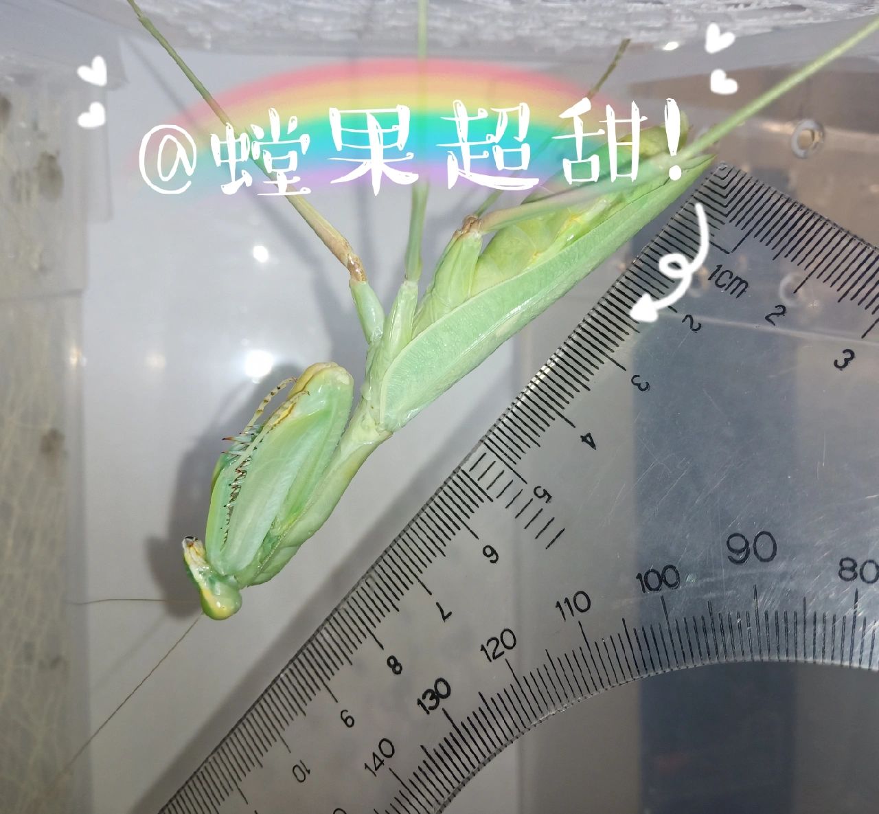 非洲绿巨螳螂,现货出售 非洲绿巨螳螂 原产地非洲,由于其体型巨大,有